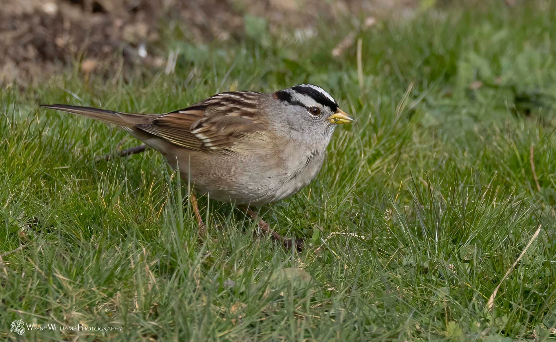 A small bird with a yellow beak is standing in the grass.