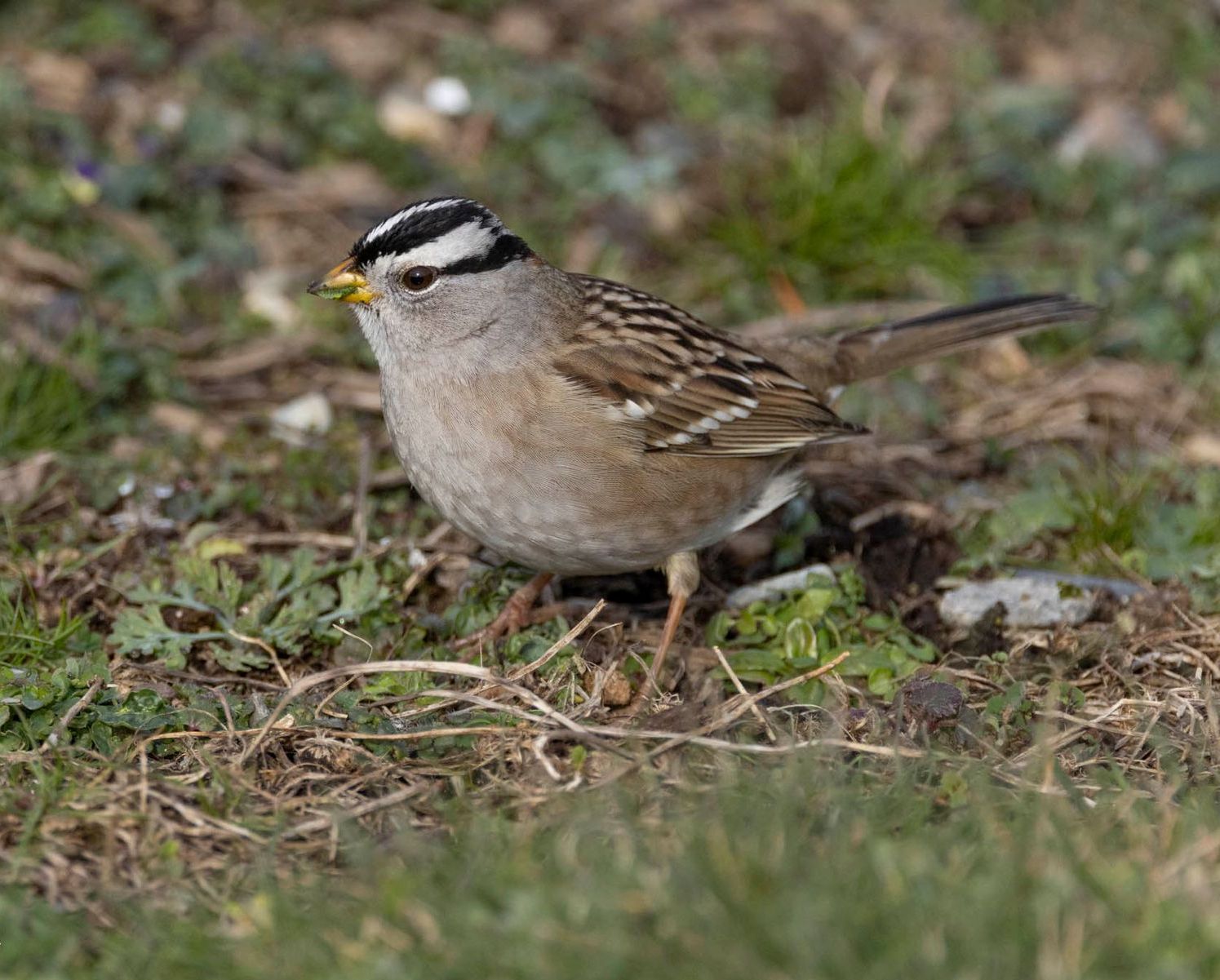 A small bird with a yellow beak is standing in the grass.