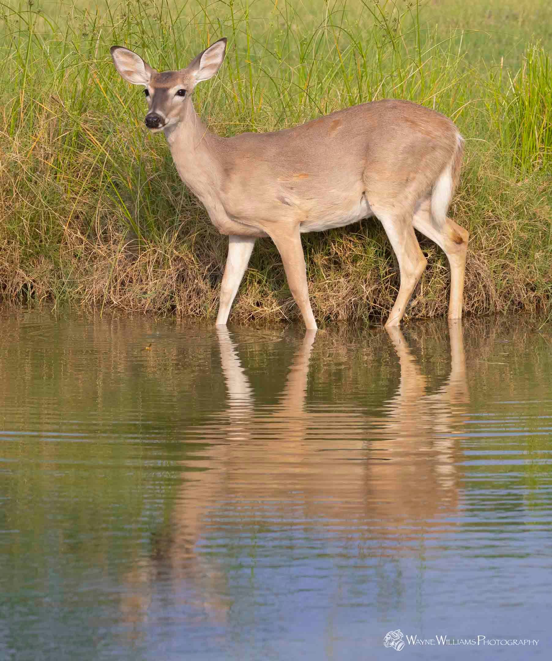 A deer is standing next to a body of water.