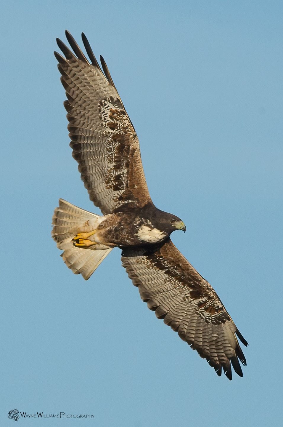 A hawk is flying through a blue sky with its wings spread