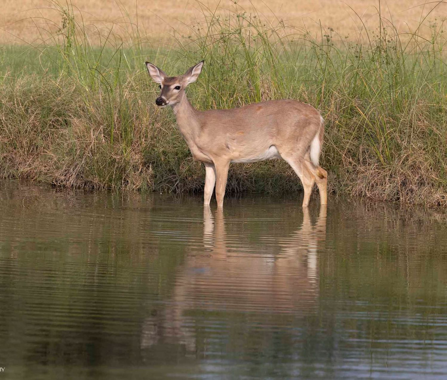 A deer is standing in a pond with its reflection in the water.