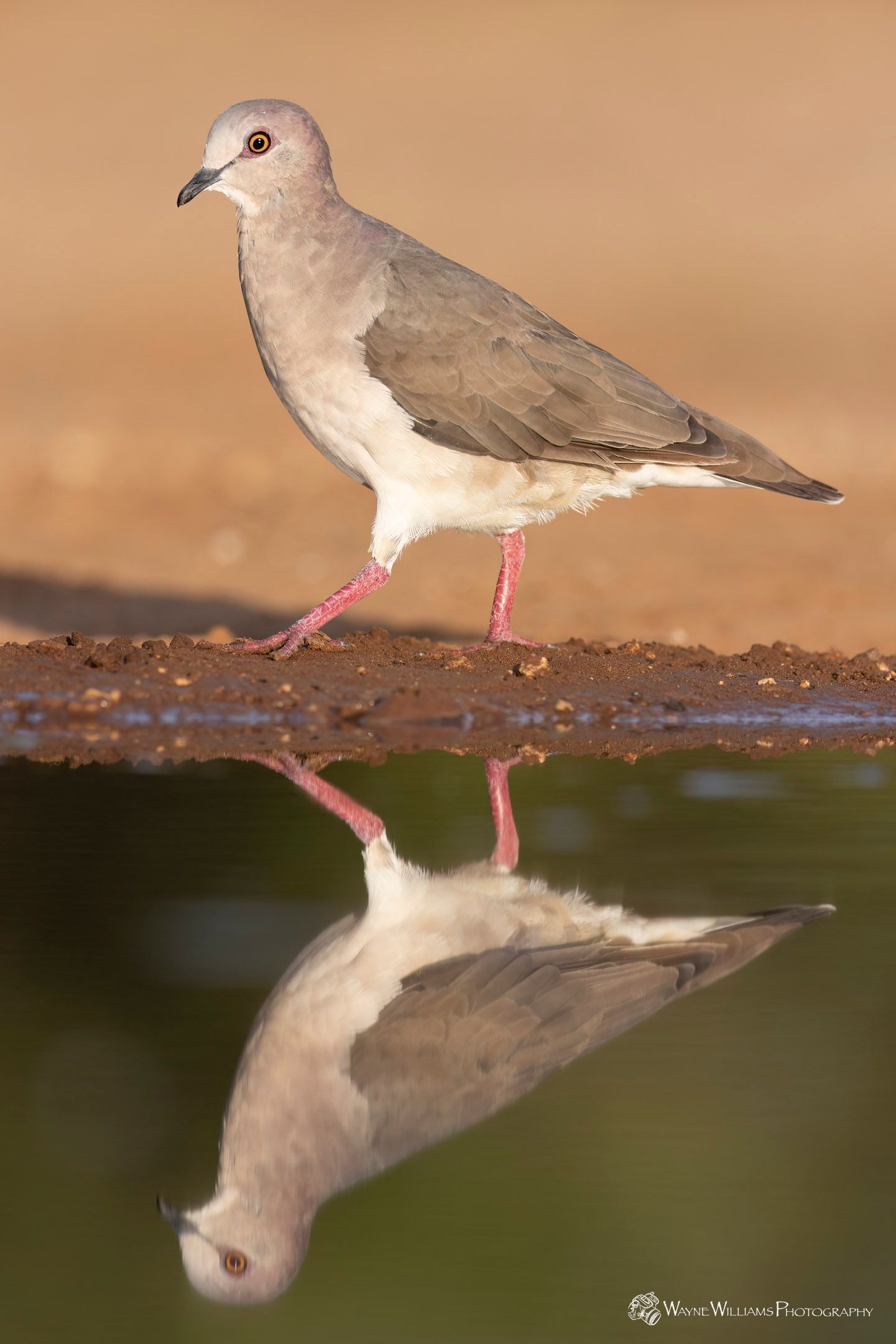 A bird is standing on a branch and its reflection is in the water.