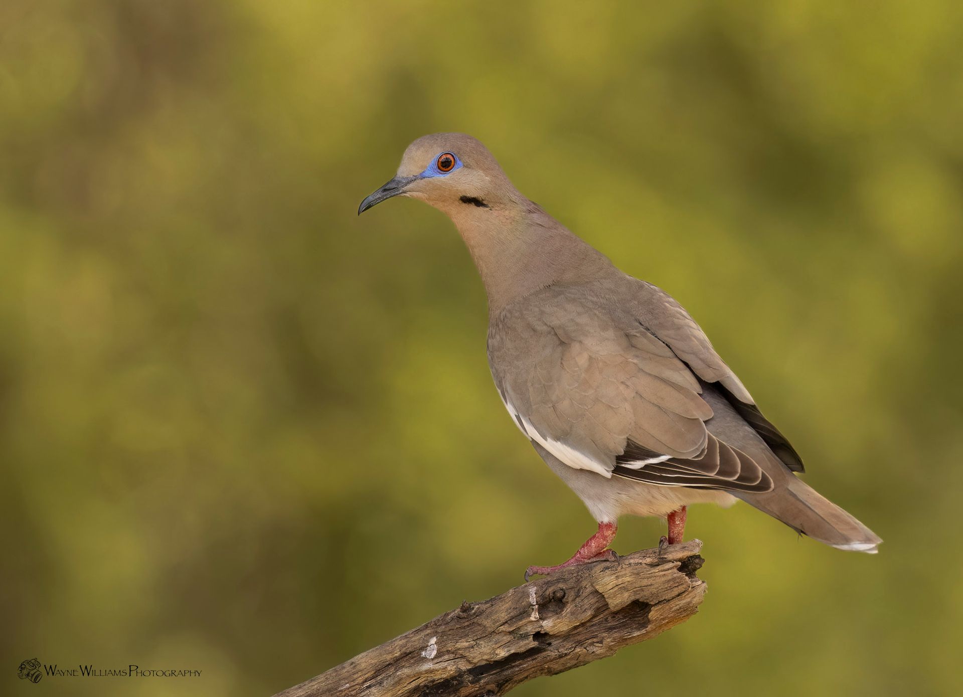 A dove perched on a branch with a green background.