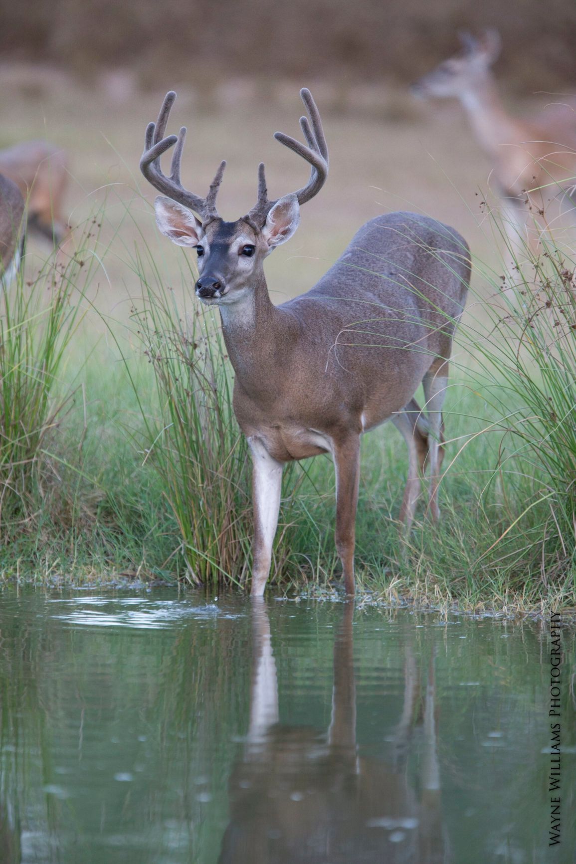 A deer is standing in a pond looking at the camera.