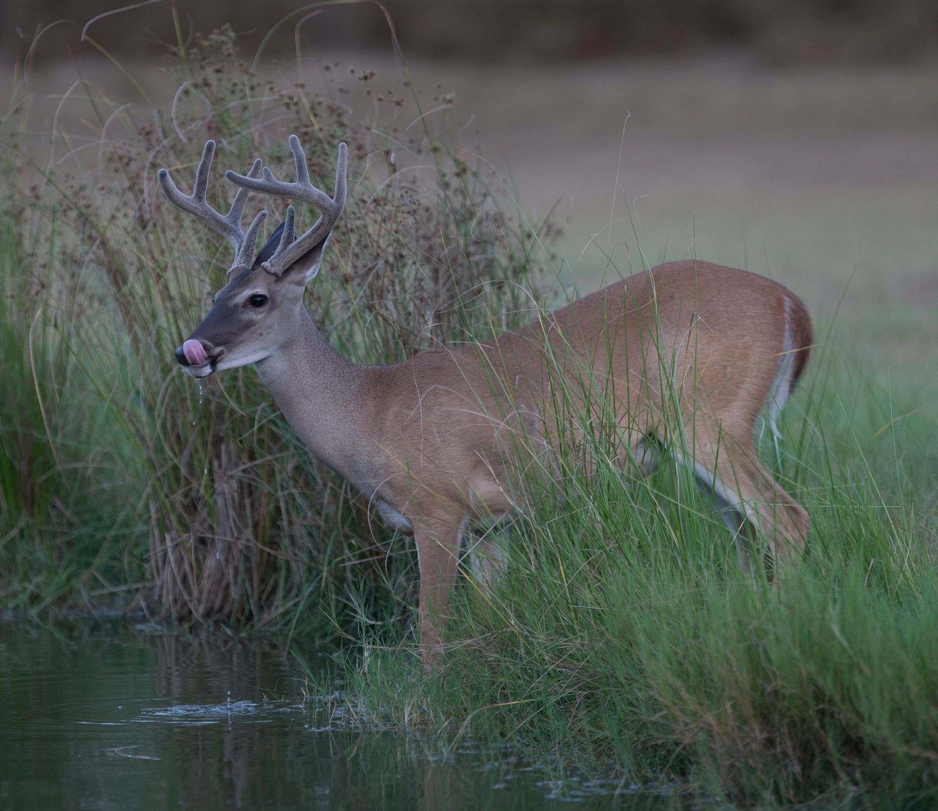 A deer is drinking water from a pond.