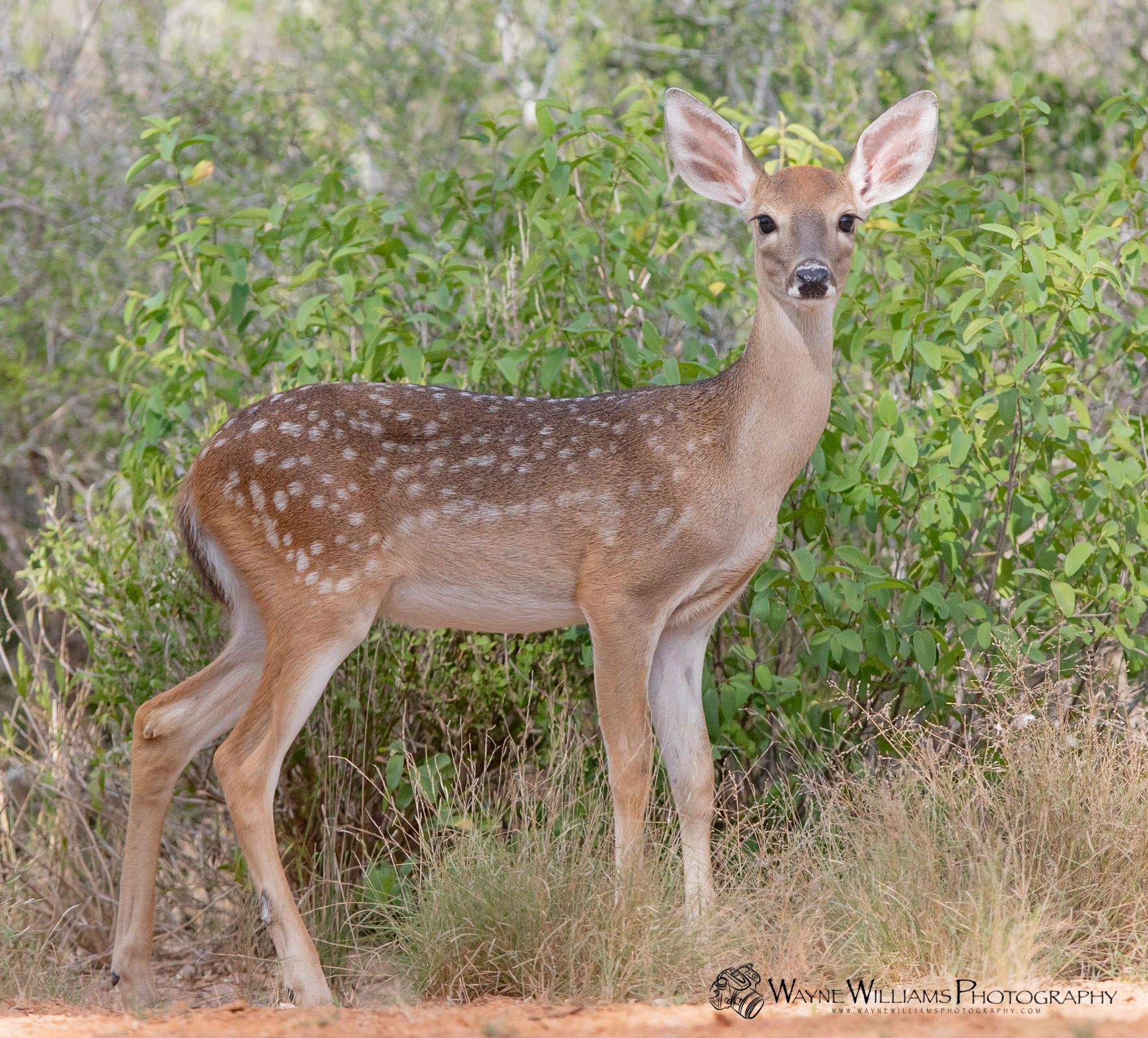A young deer is standing in the grass looking at the camera.