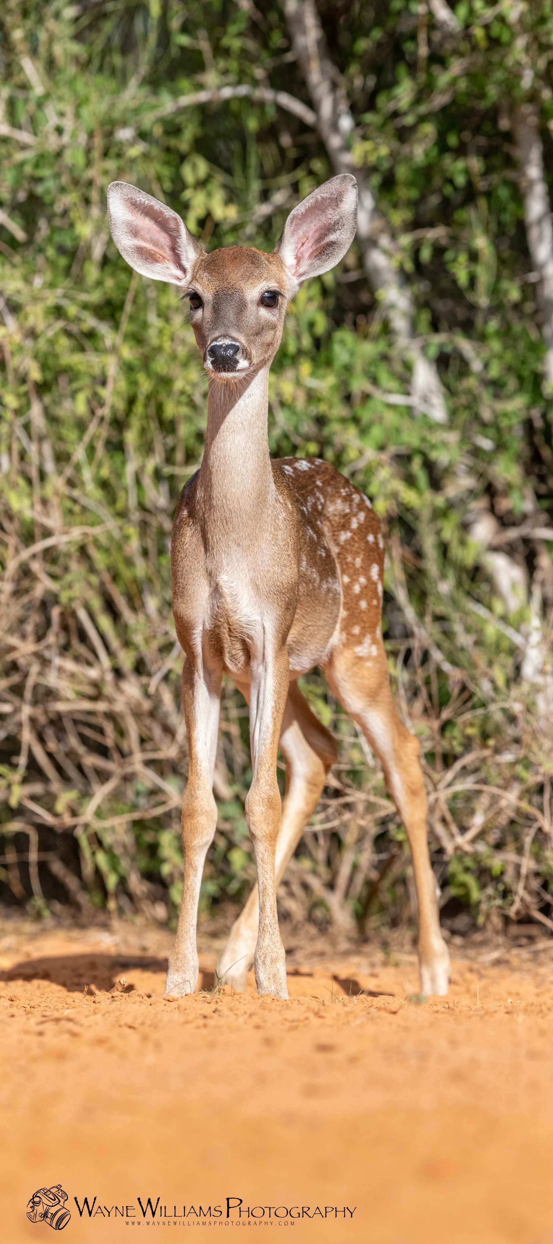 A baby deer is standing on a dirt road in the woods.