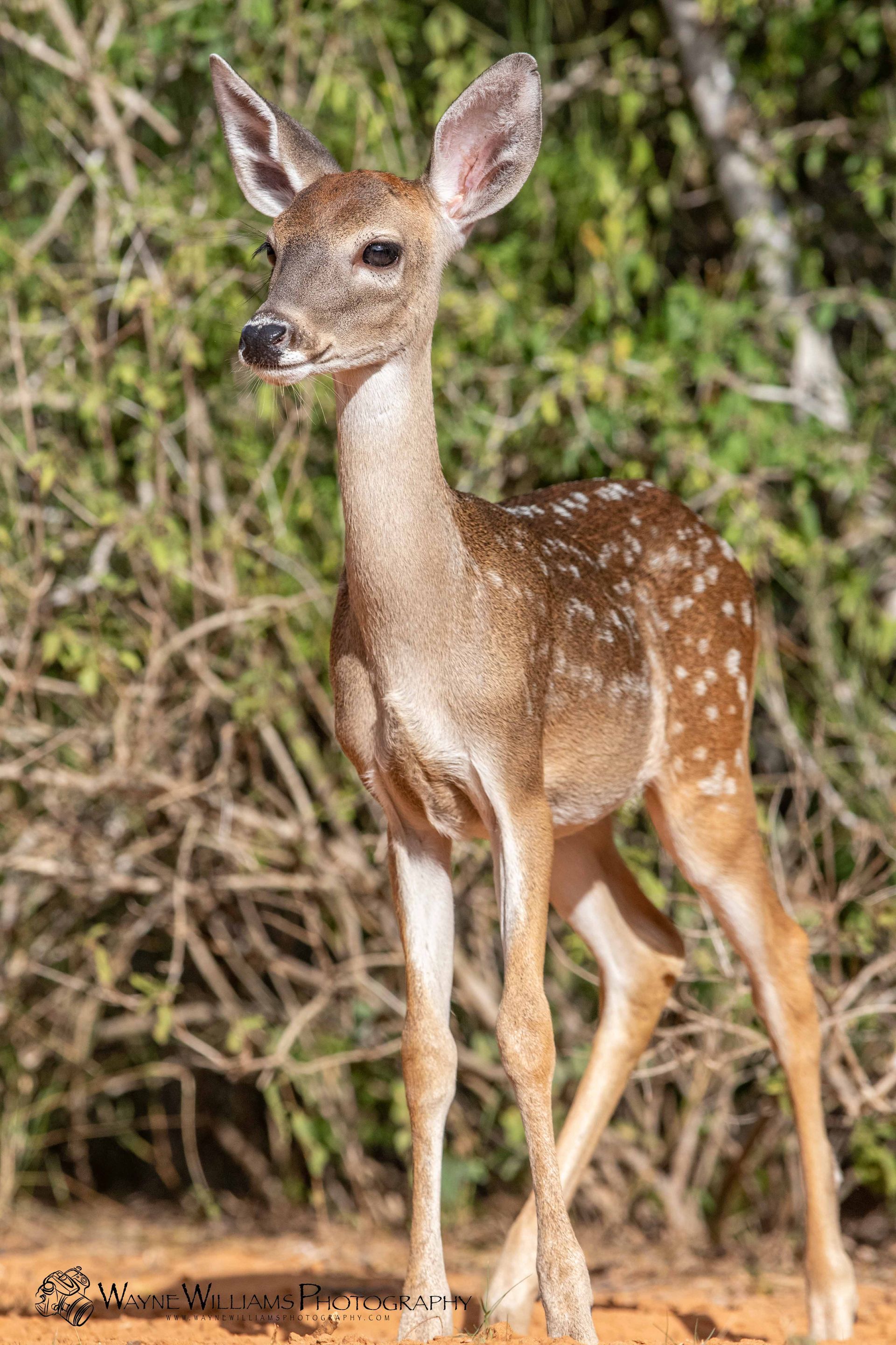 A baby deer is standing in the dirt in front of a bush.