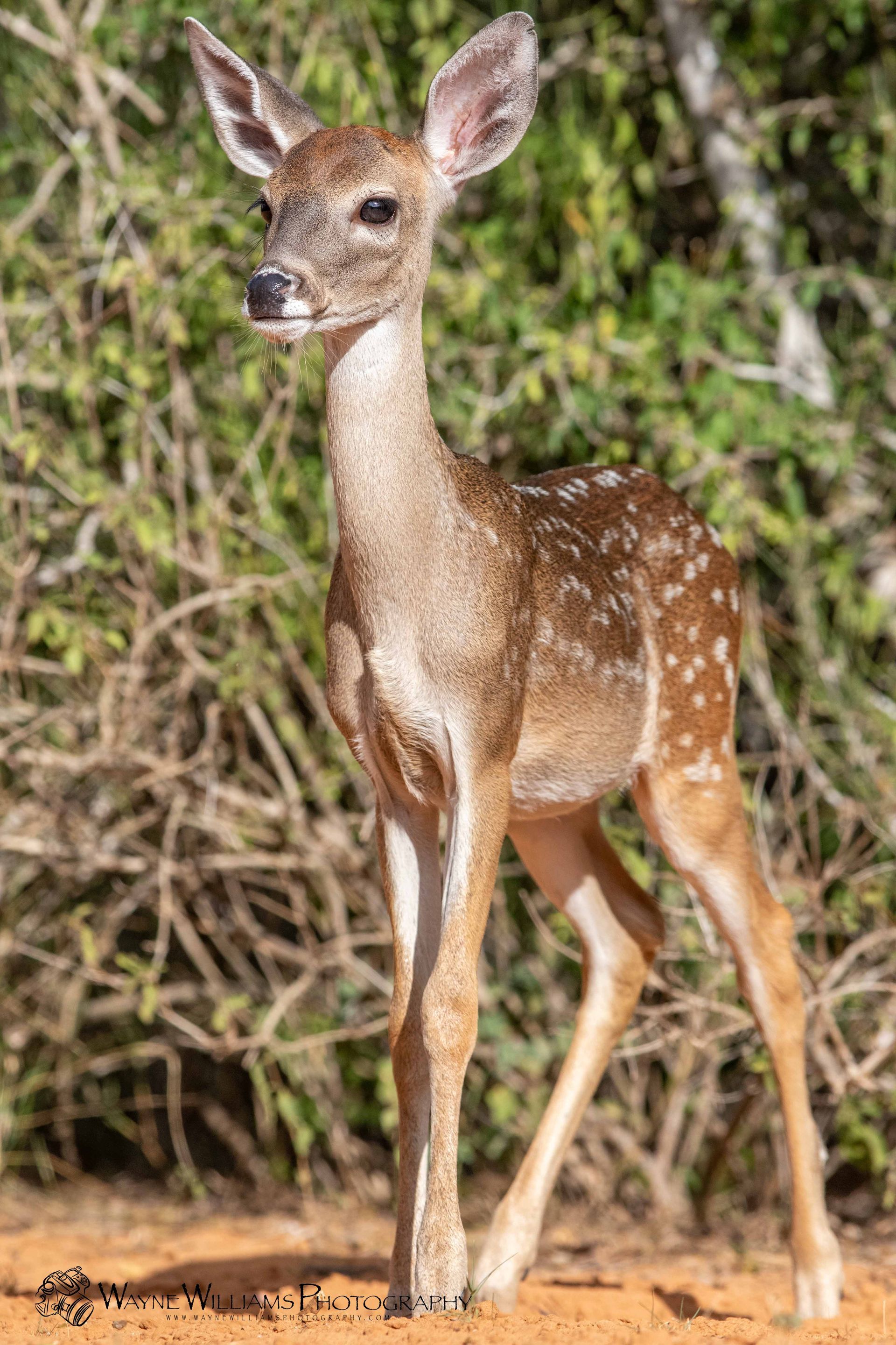 A baby deer is standing in the dirt looking at the camera.