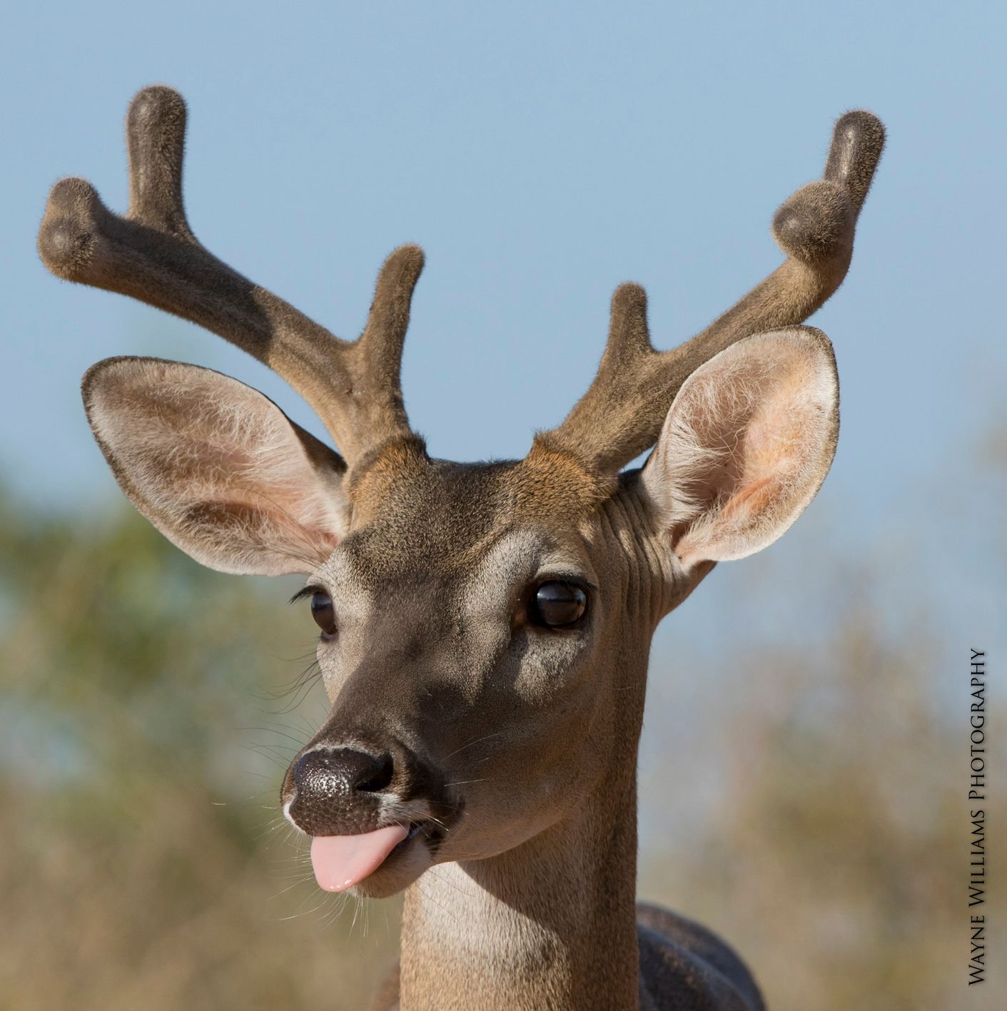 A close up of a deer with its tongue out