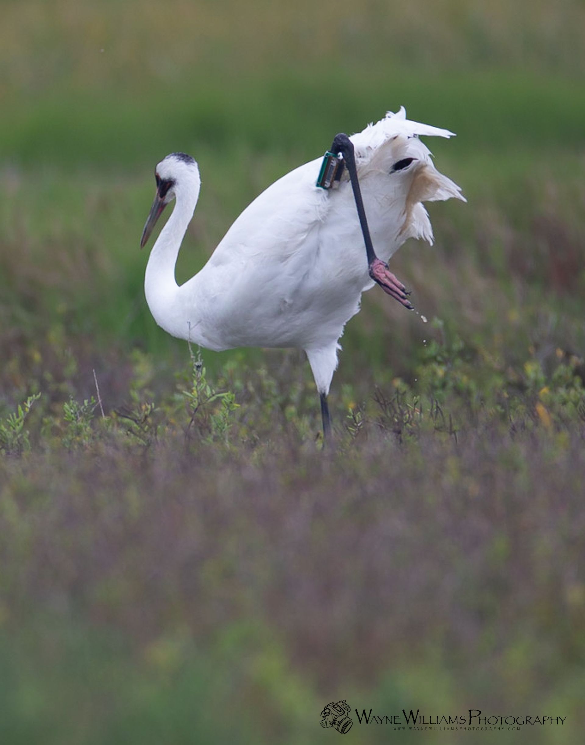 A white bird with a long neck is standing in a field.
