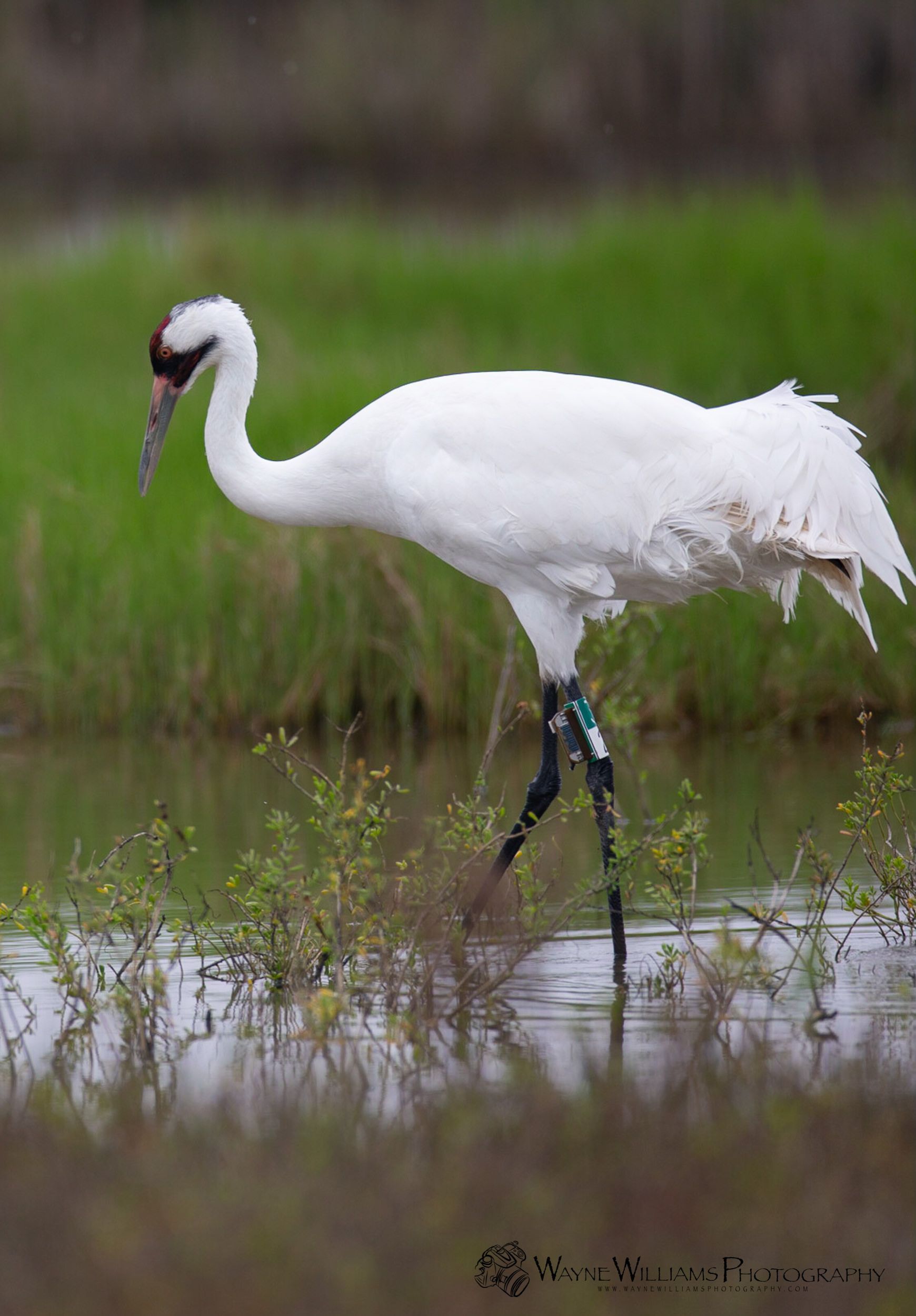 A white bird with a black head is standing in the water.
