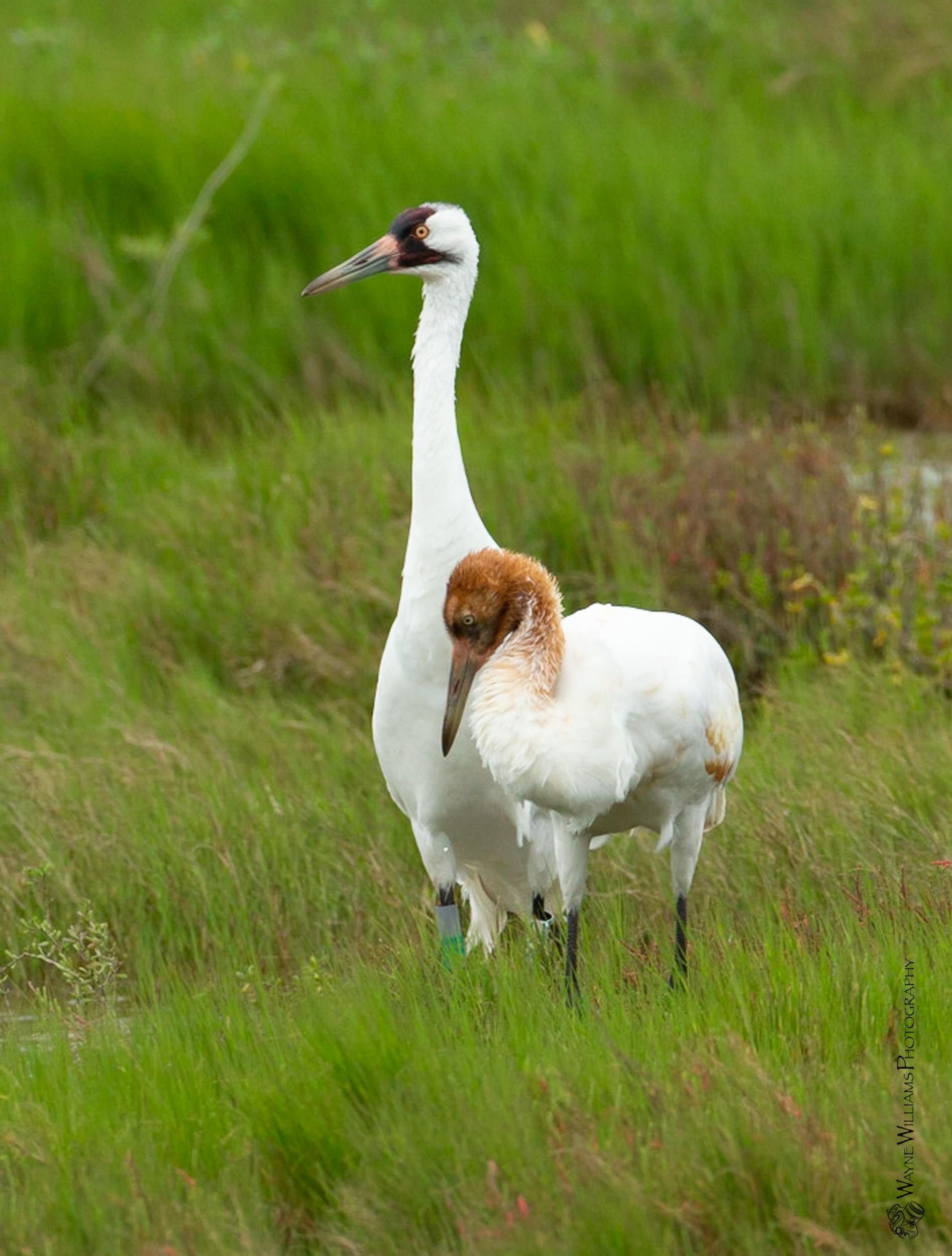 A couple of birds standing in a grassy field.