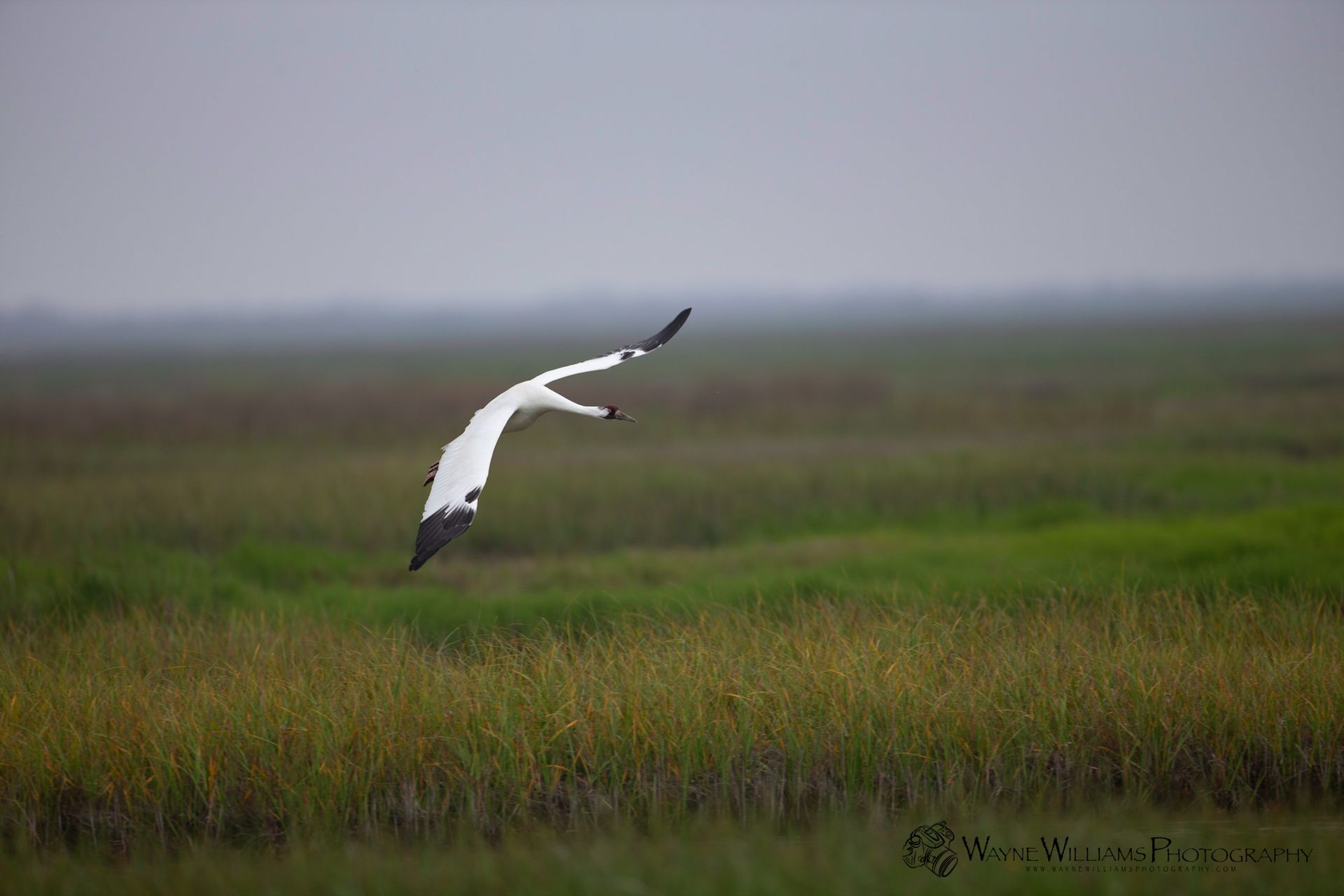 A white bird is flying over a grassy field.