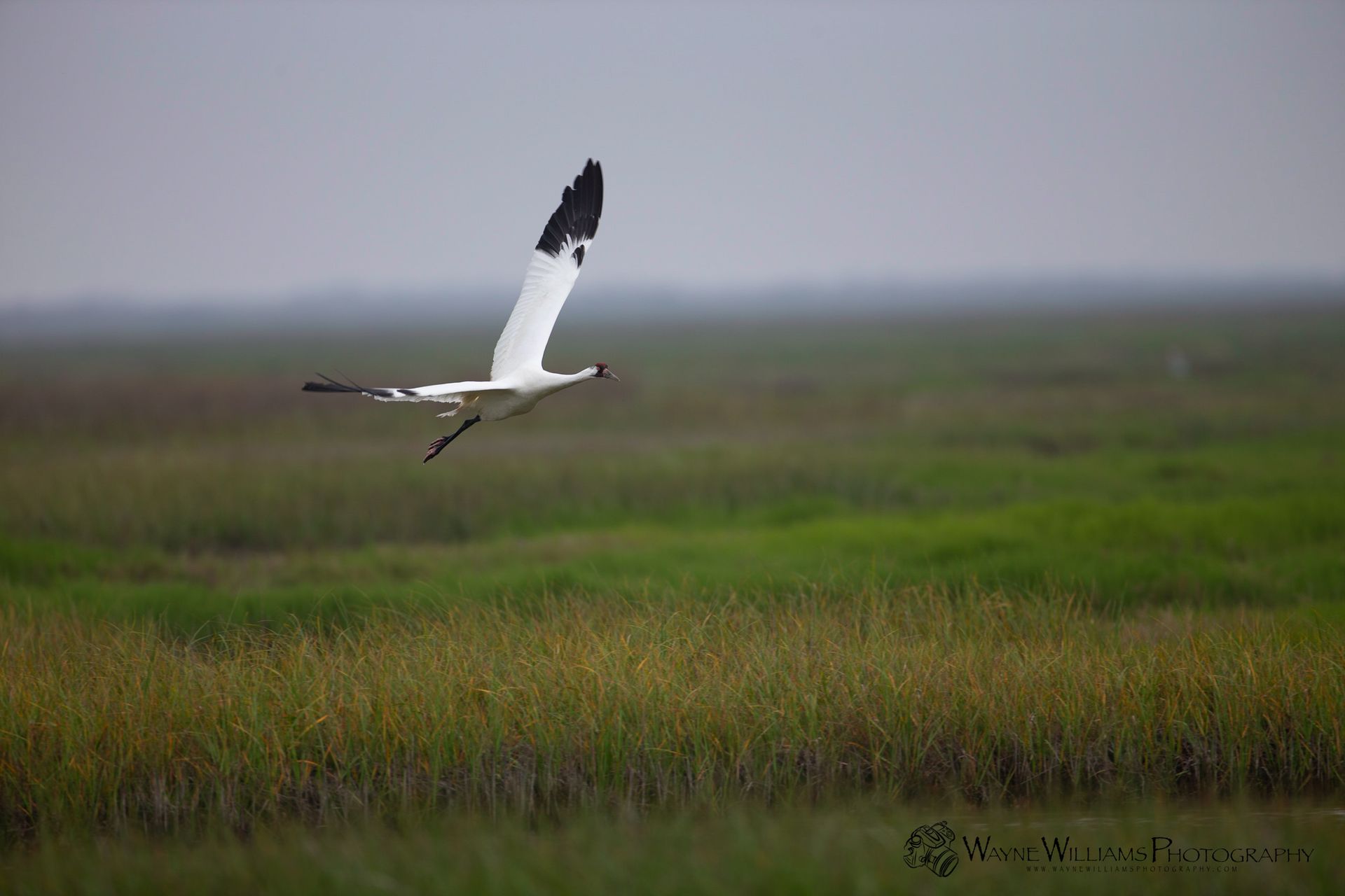 A bird is flying over a grassy field.