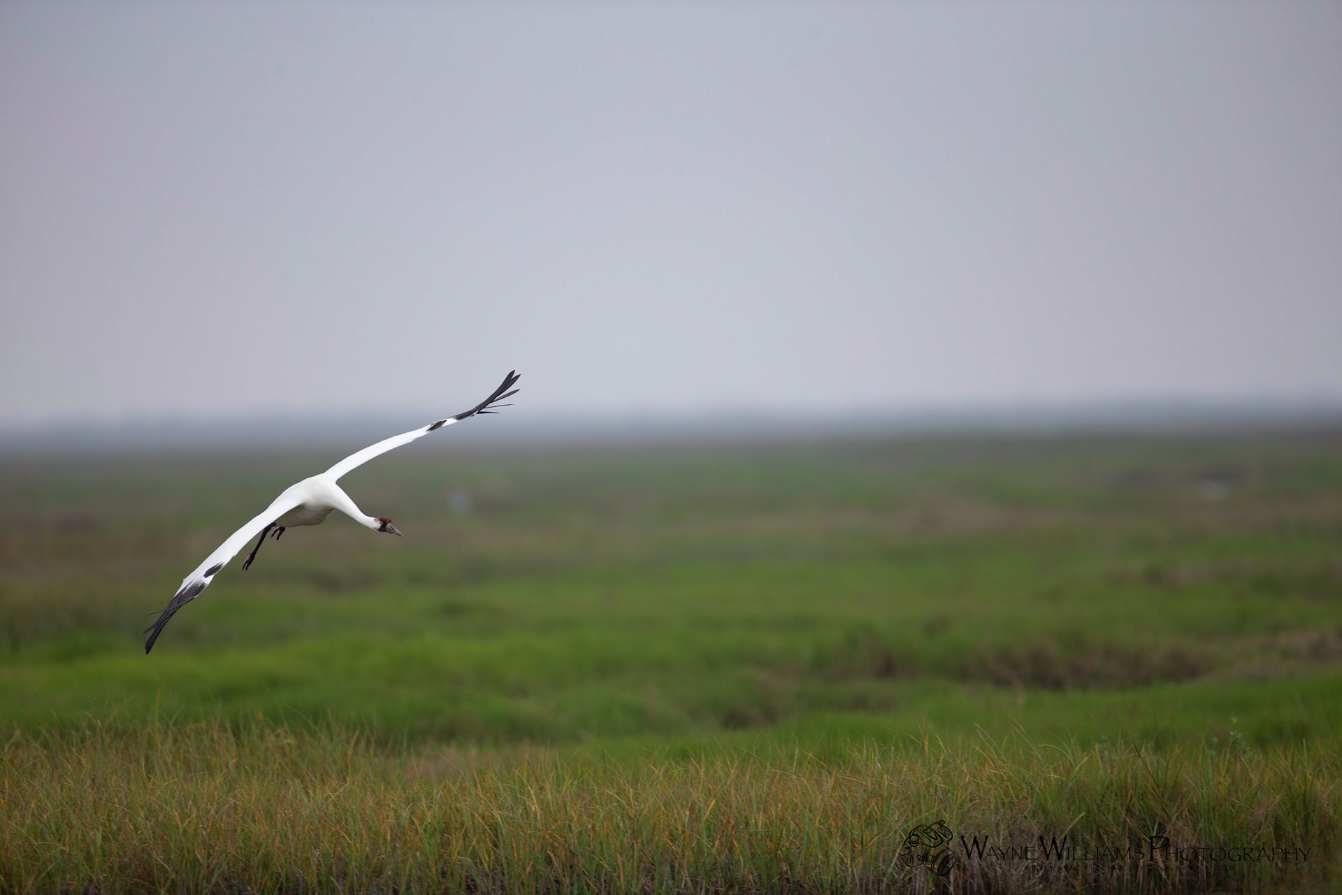 A white bird is flying over a grassy field.