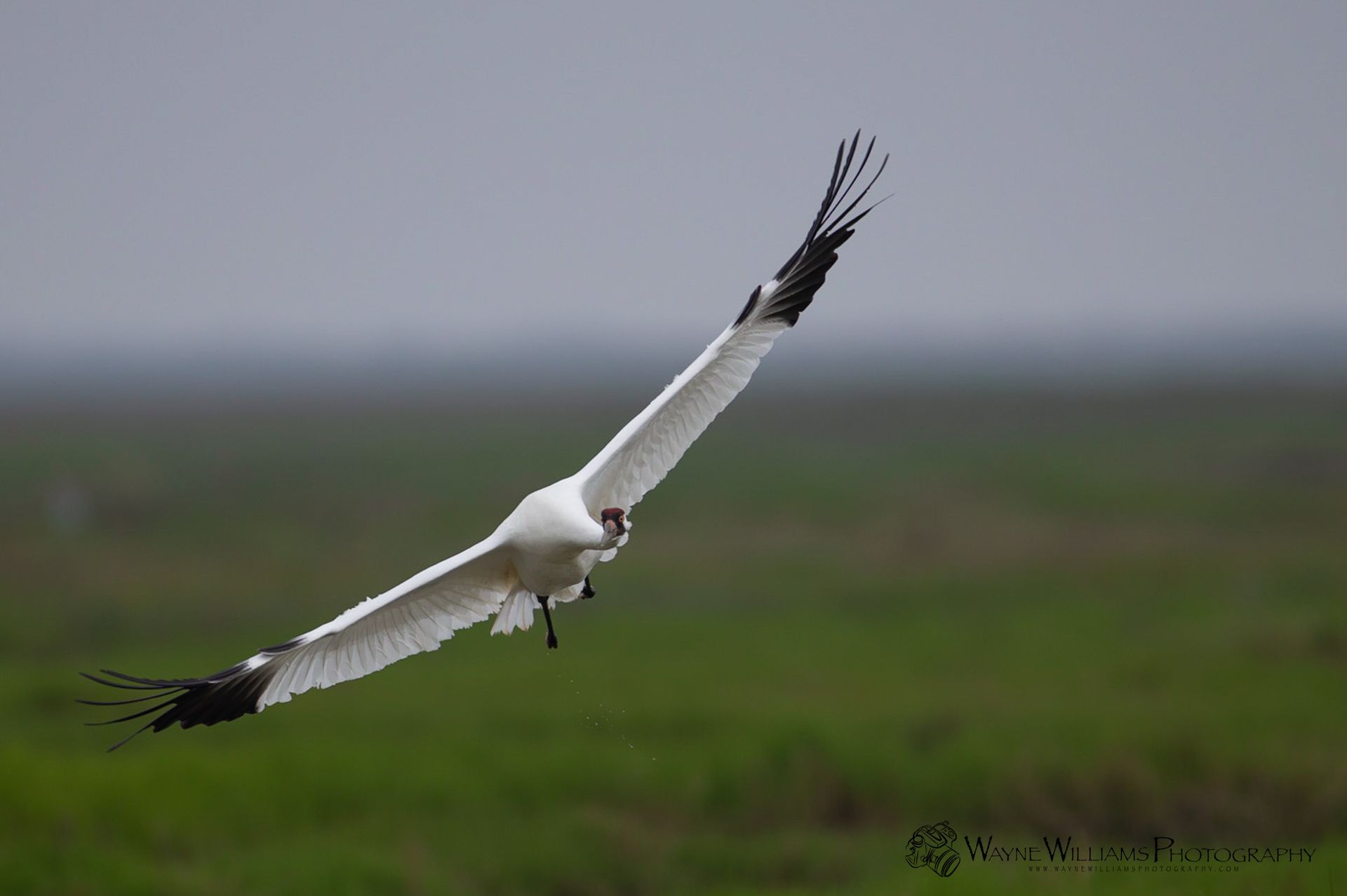 A white bird is flying over a green field.