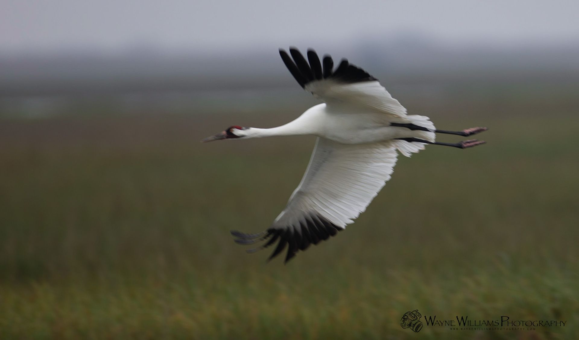 A white bird is flying over a grassy field.