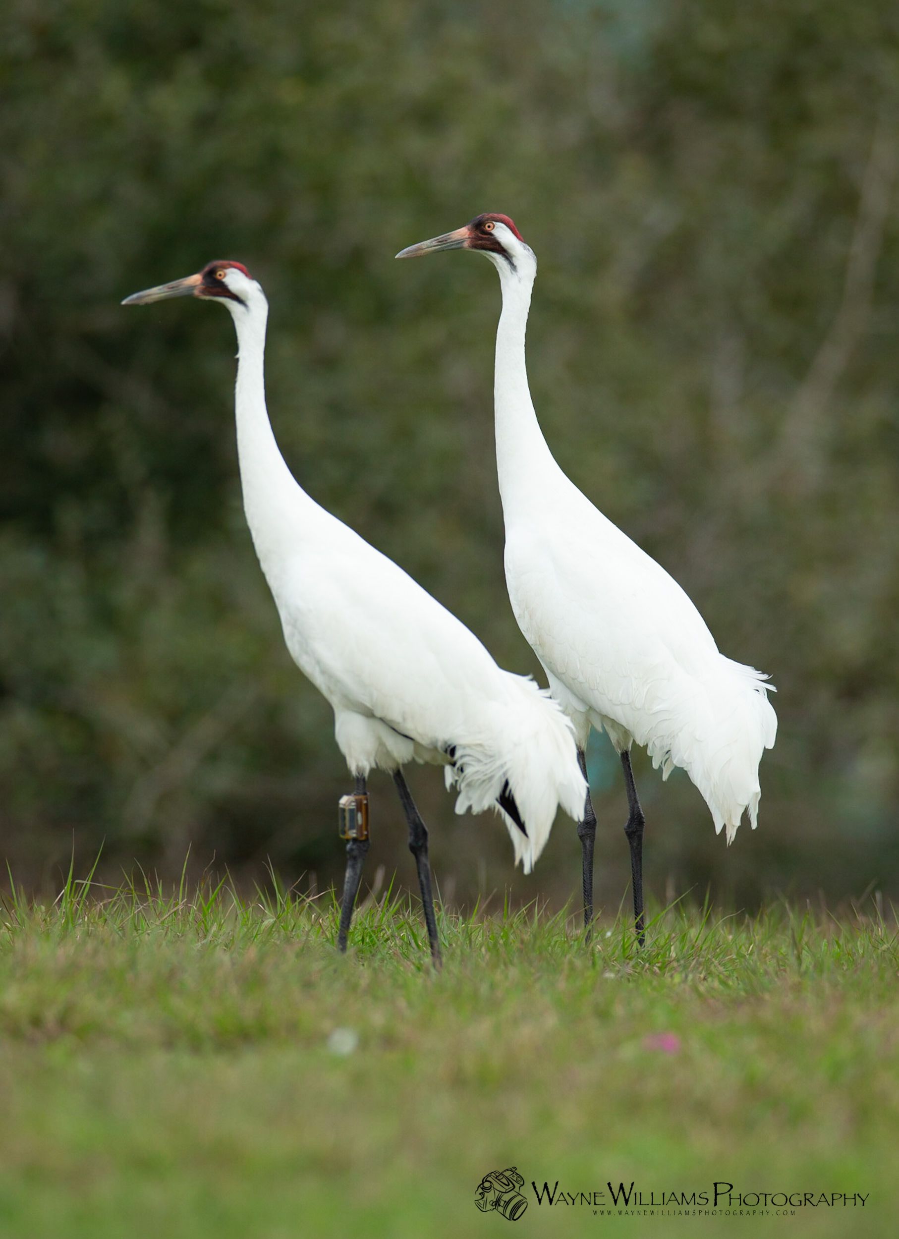 Two white cranes are standing next to each other in the grass.