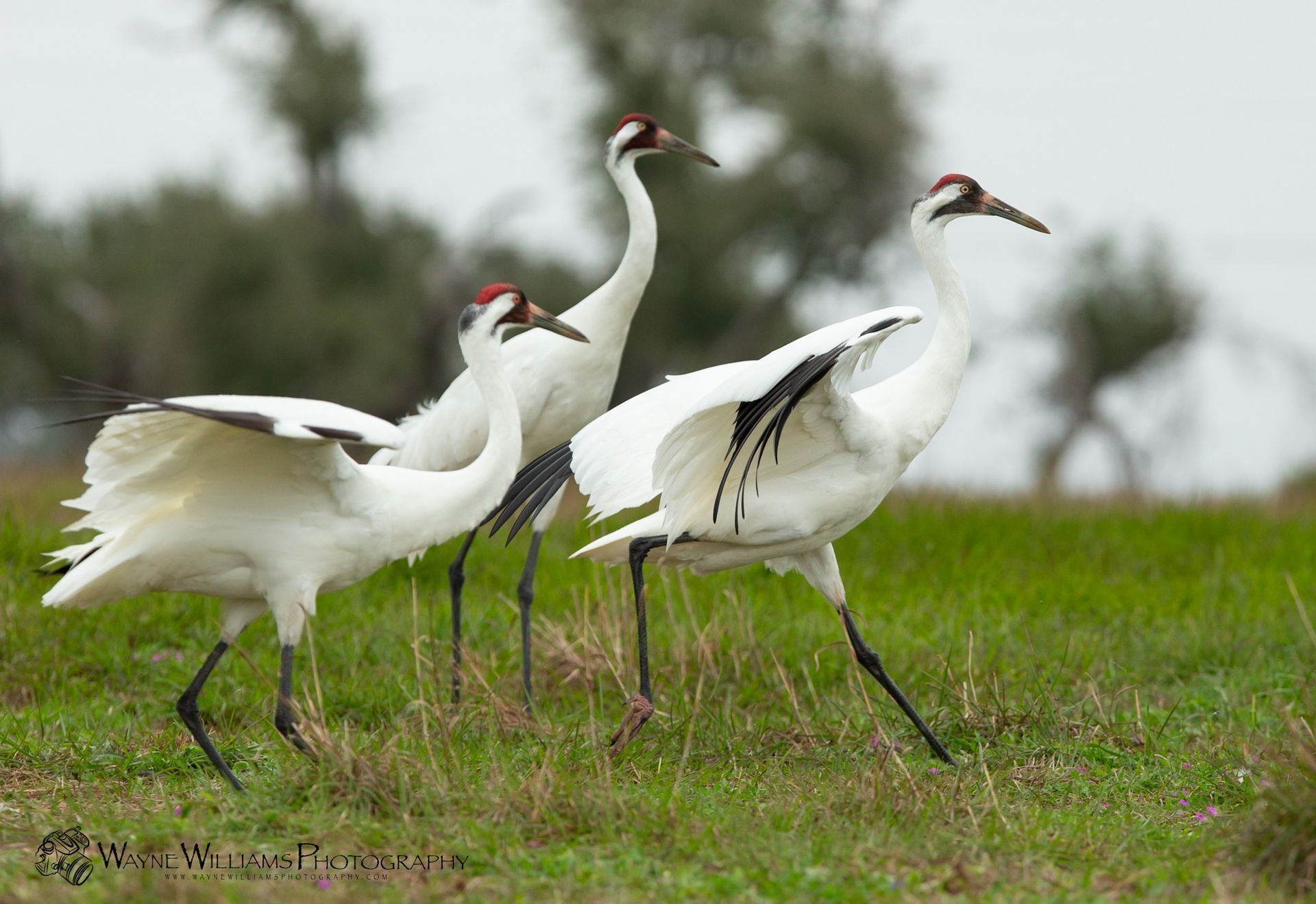 A group of white cranes are standing in a grassy field.