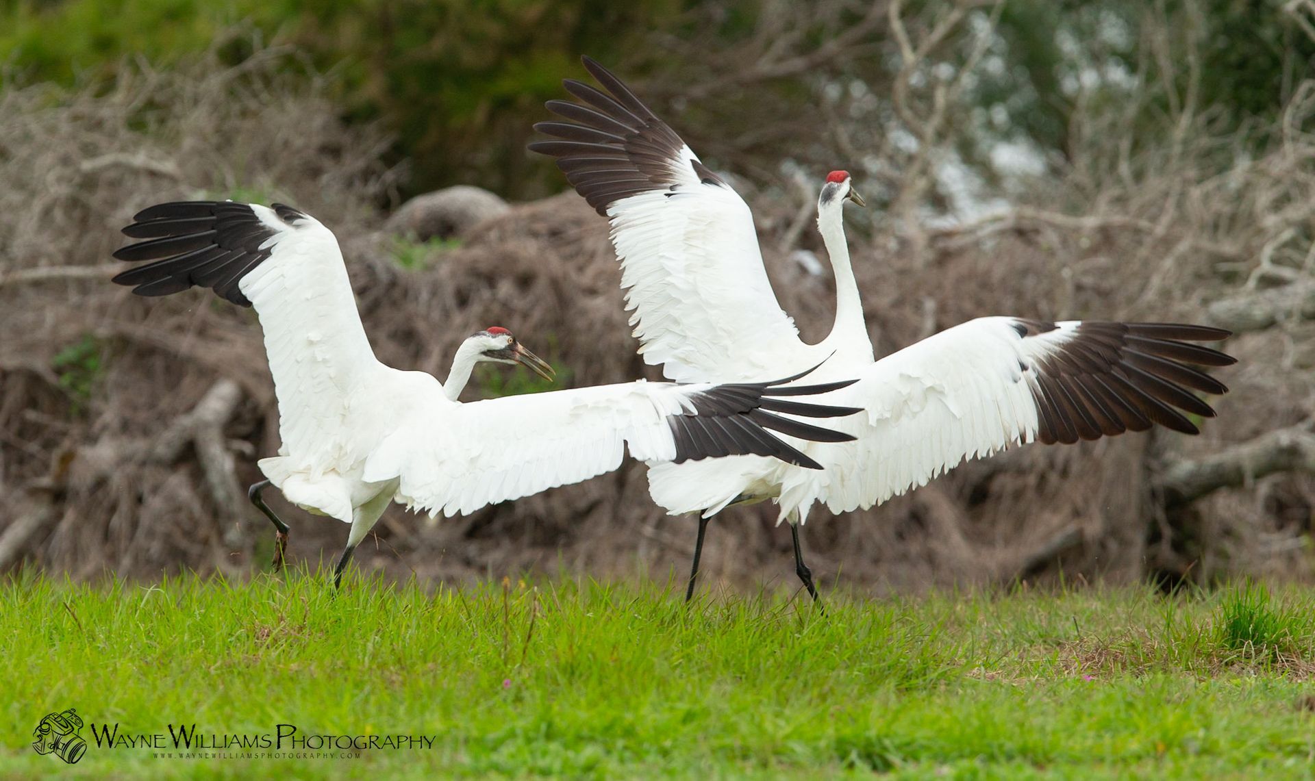 Three cranes are standing in the grass with their wings outstretched.