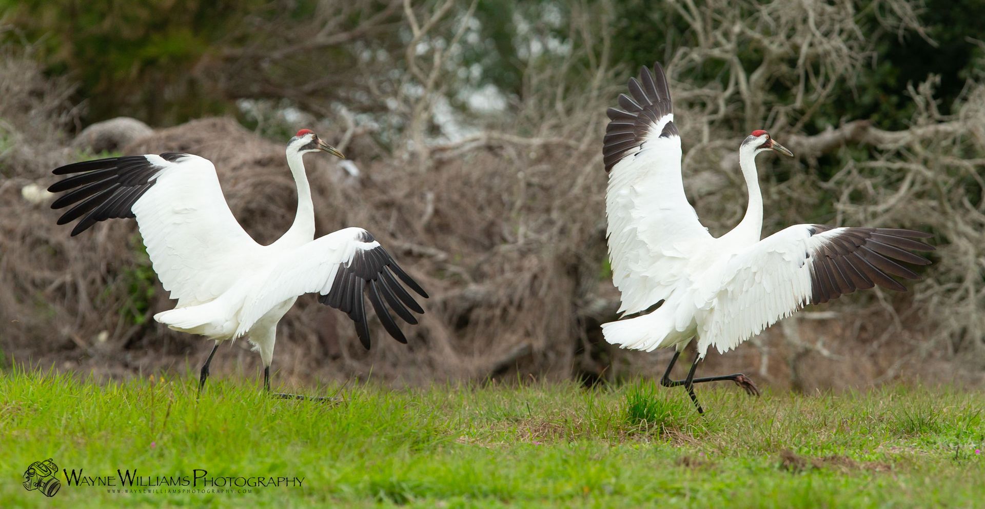 A group of white cranes are standing in a grassy field.