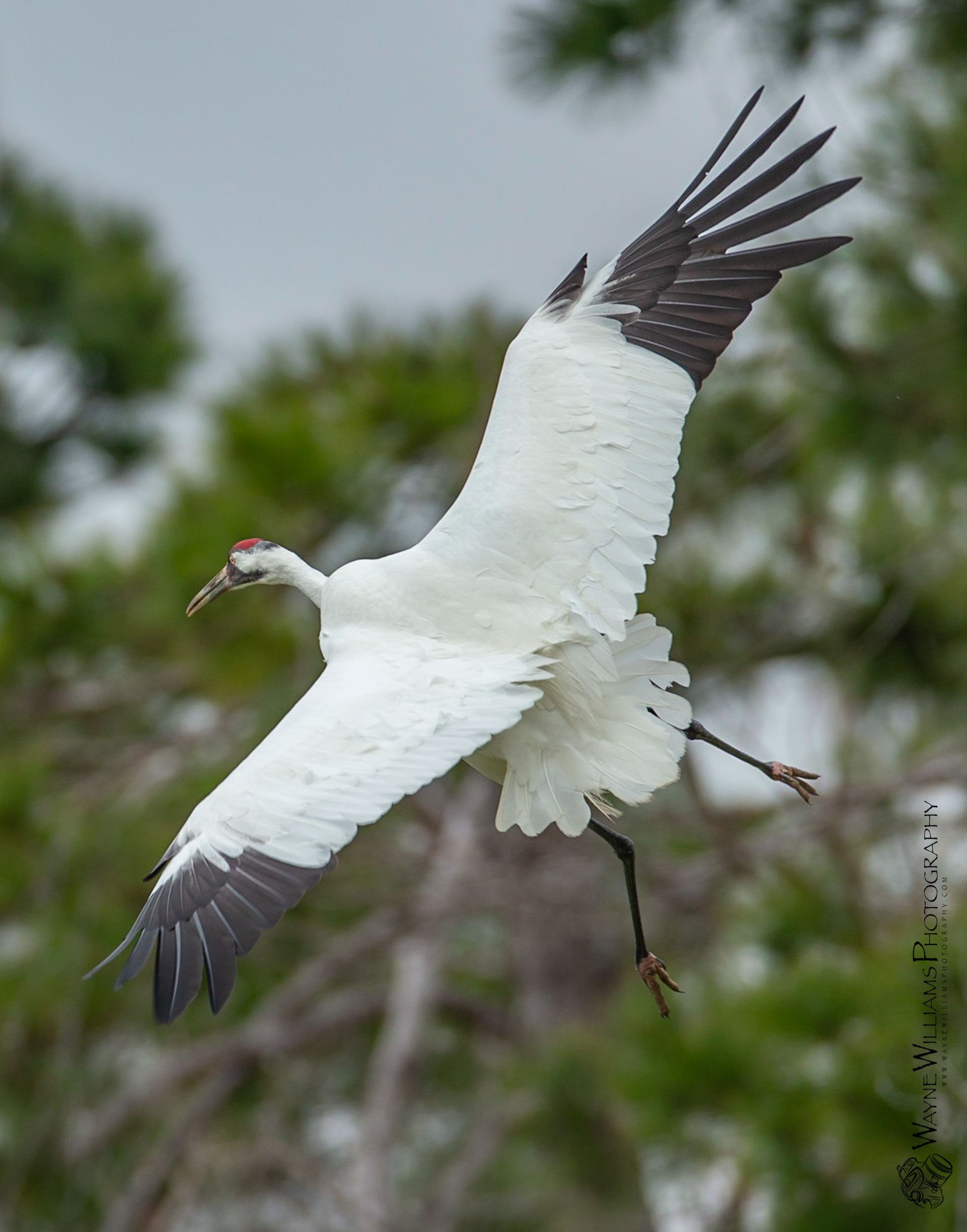 A white bird with a red beak is flying in the air.