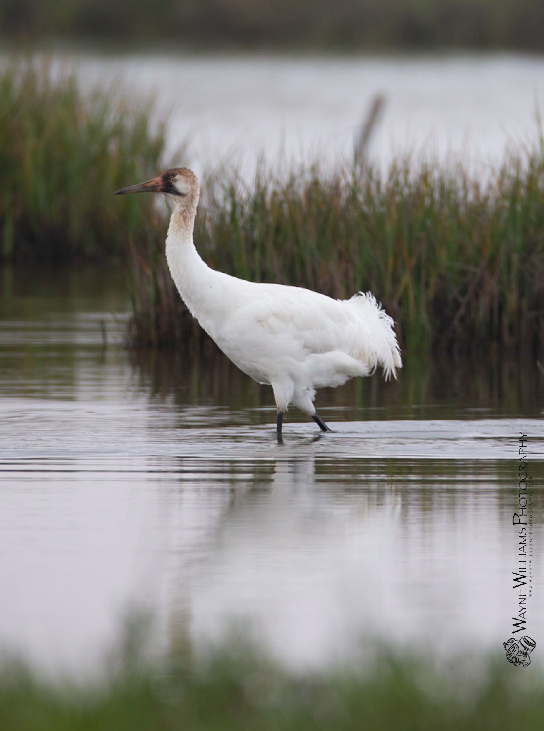 A white bird with a long neck is standing in the water.