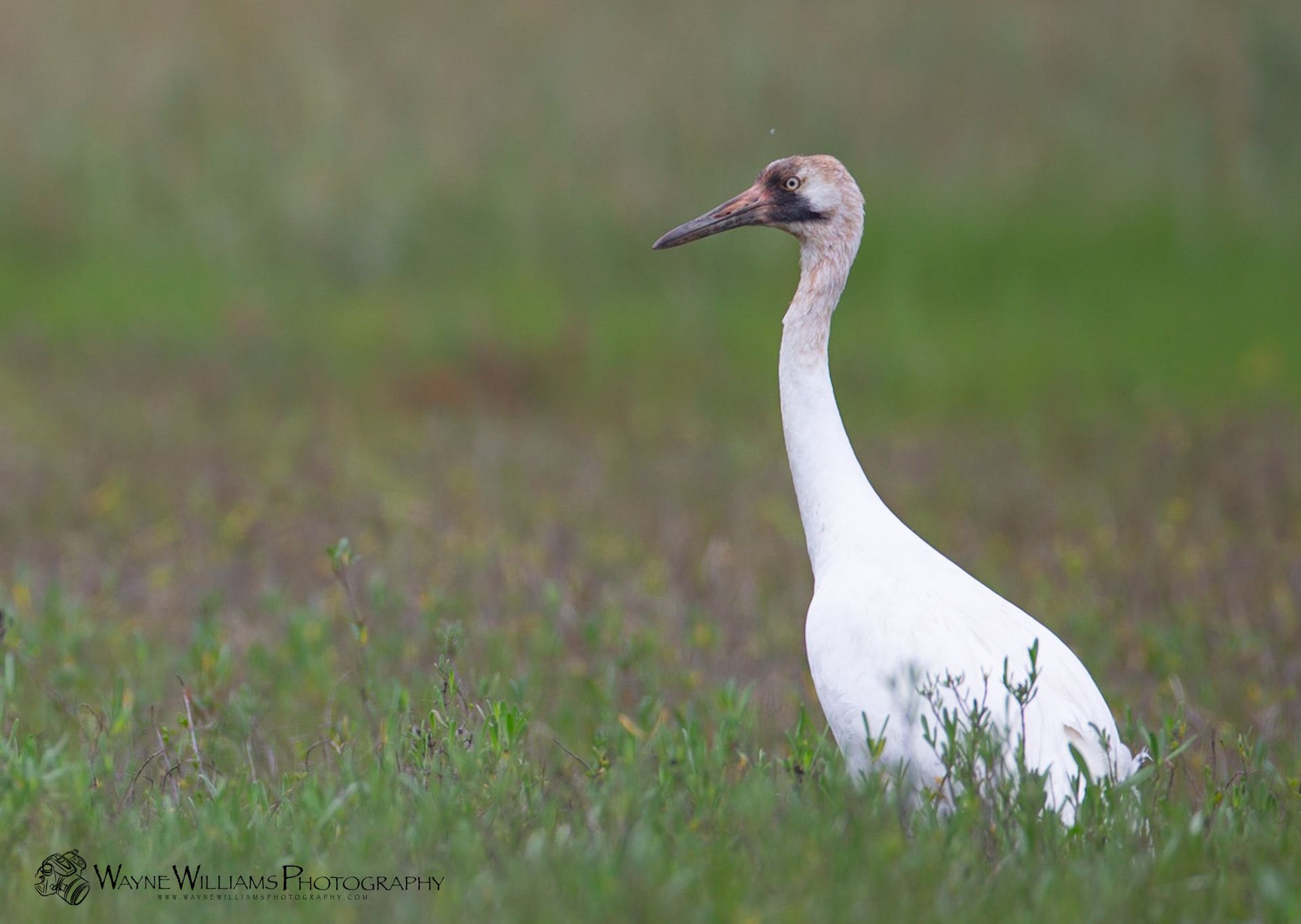A white bird with a long neck is standing in the grass.