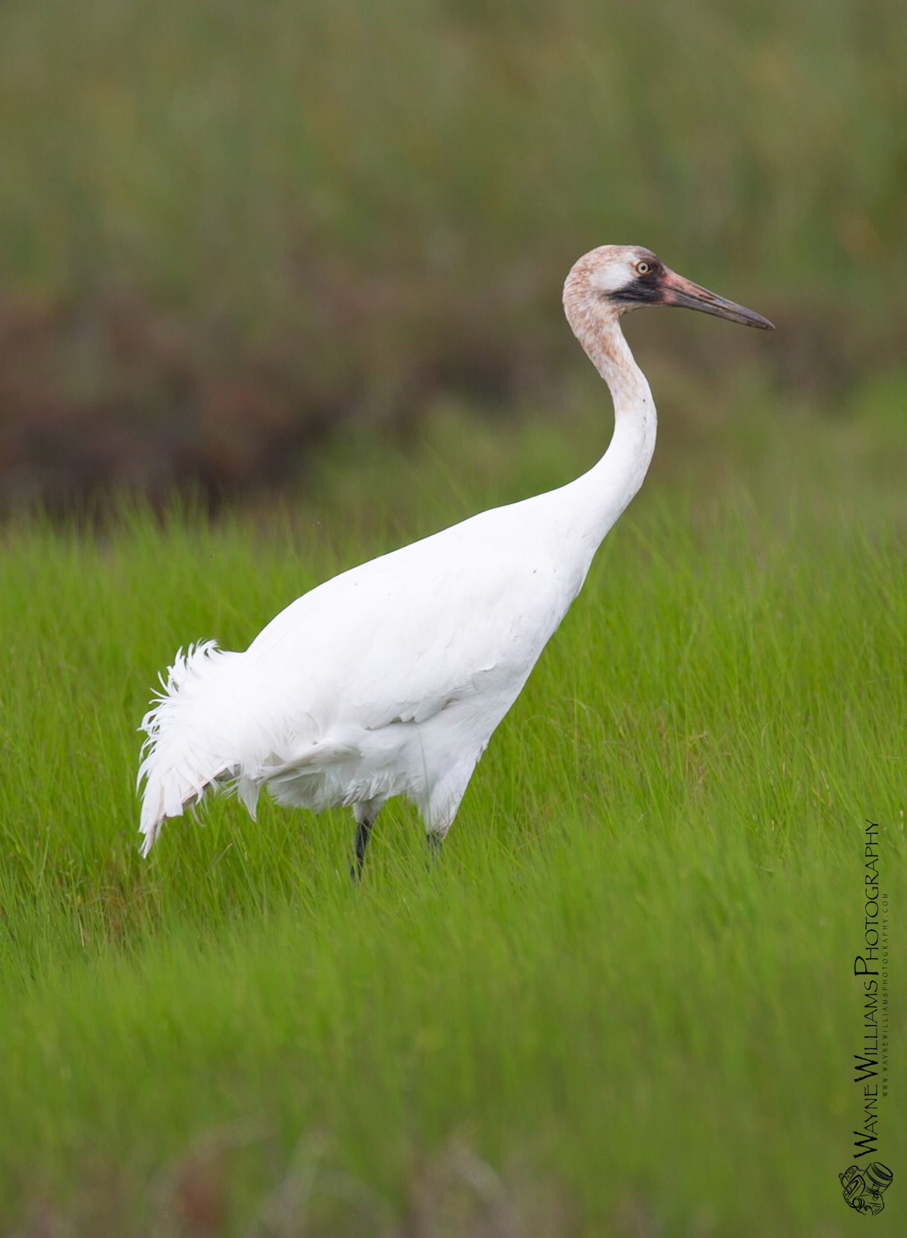 A white bird with a long neck is standing in the grass.