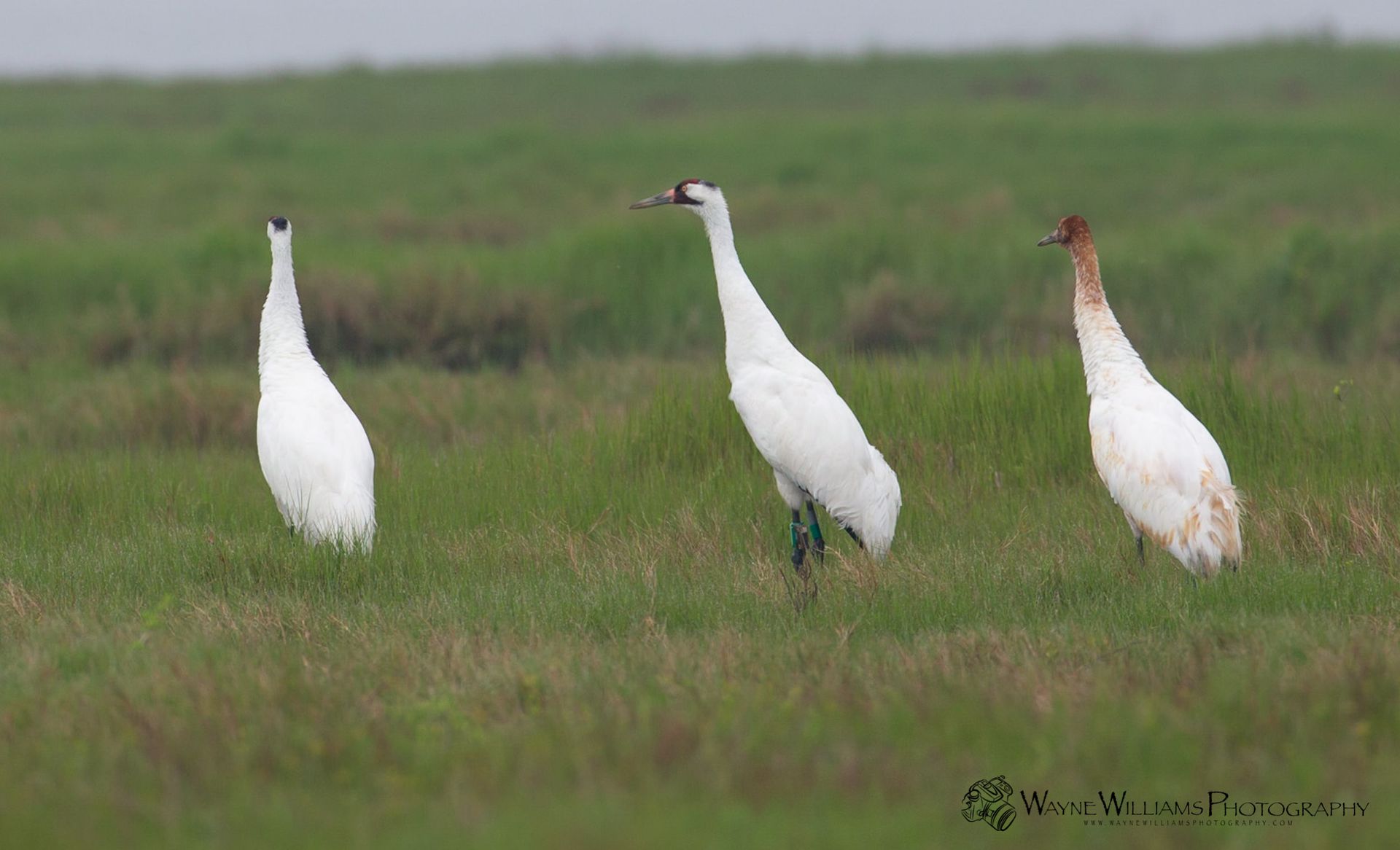 Three white cranes are standing in a grassy field.