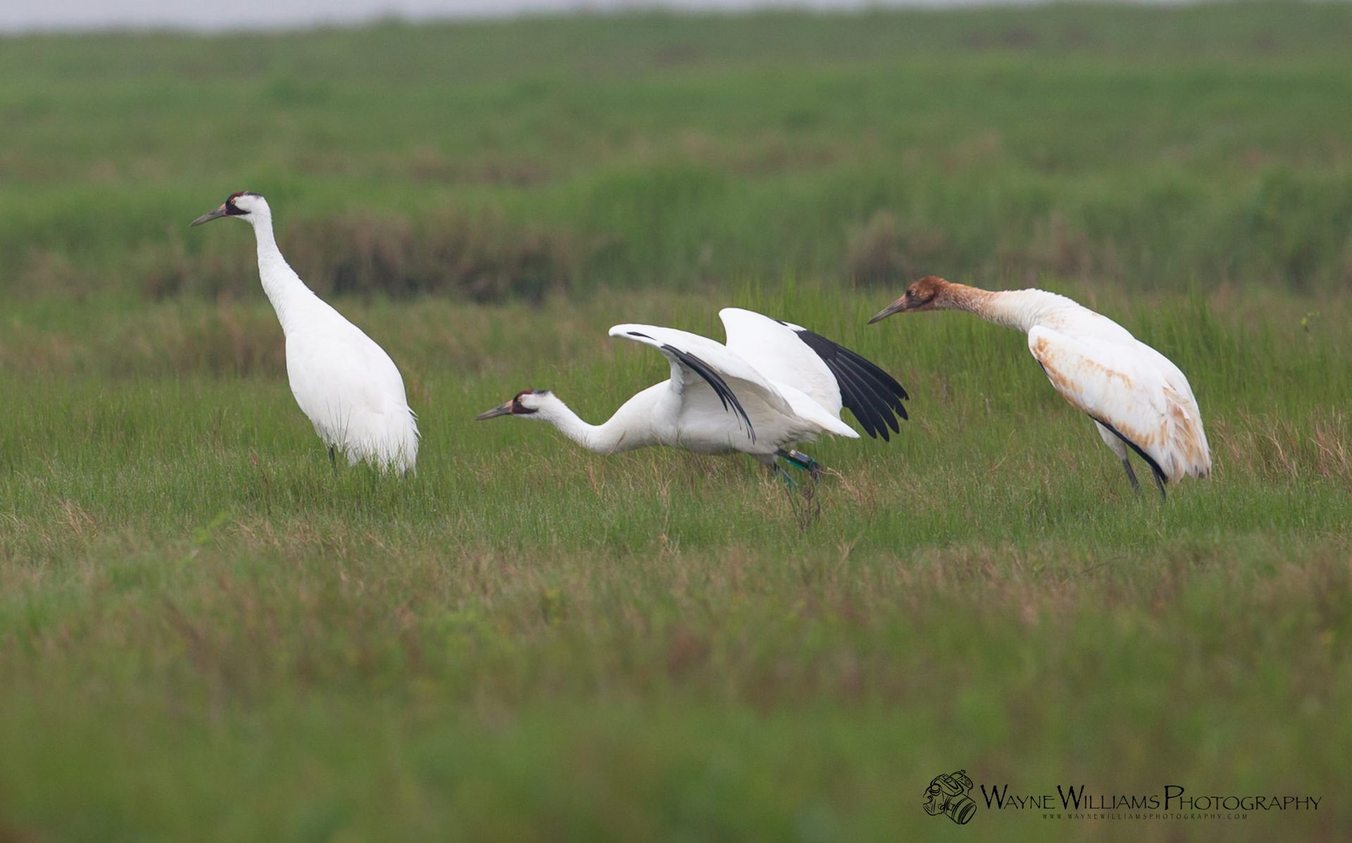 Three white birds are standing in a grassy field.