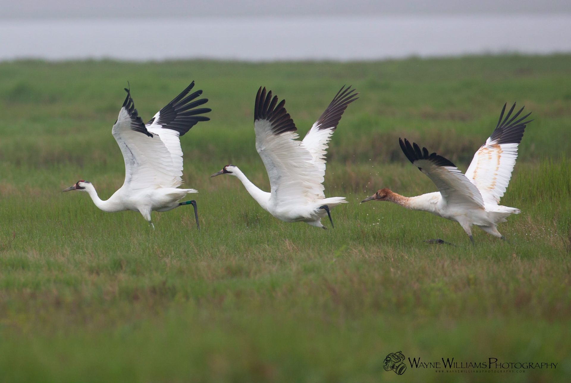 A group of birds are flying over a grassy field.