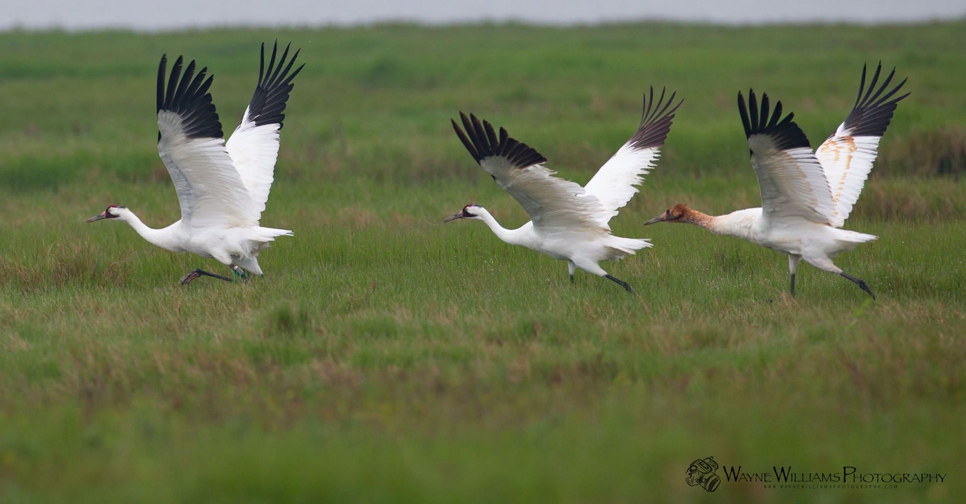 A group of birds are flying over a grassy field.