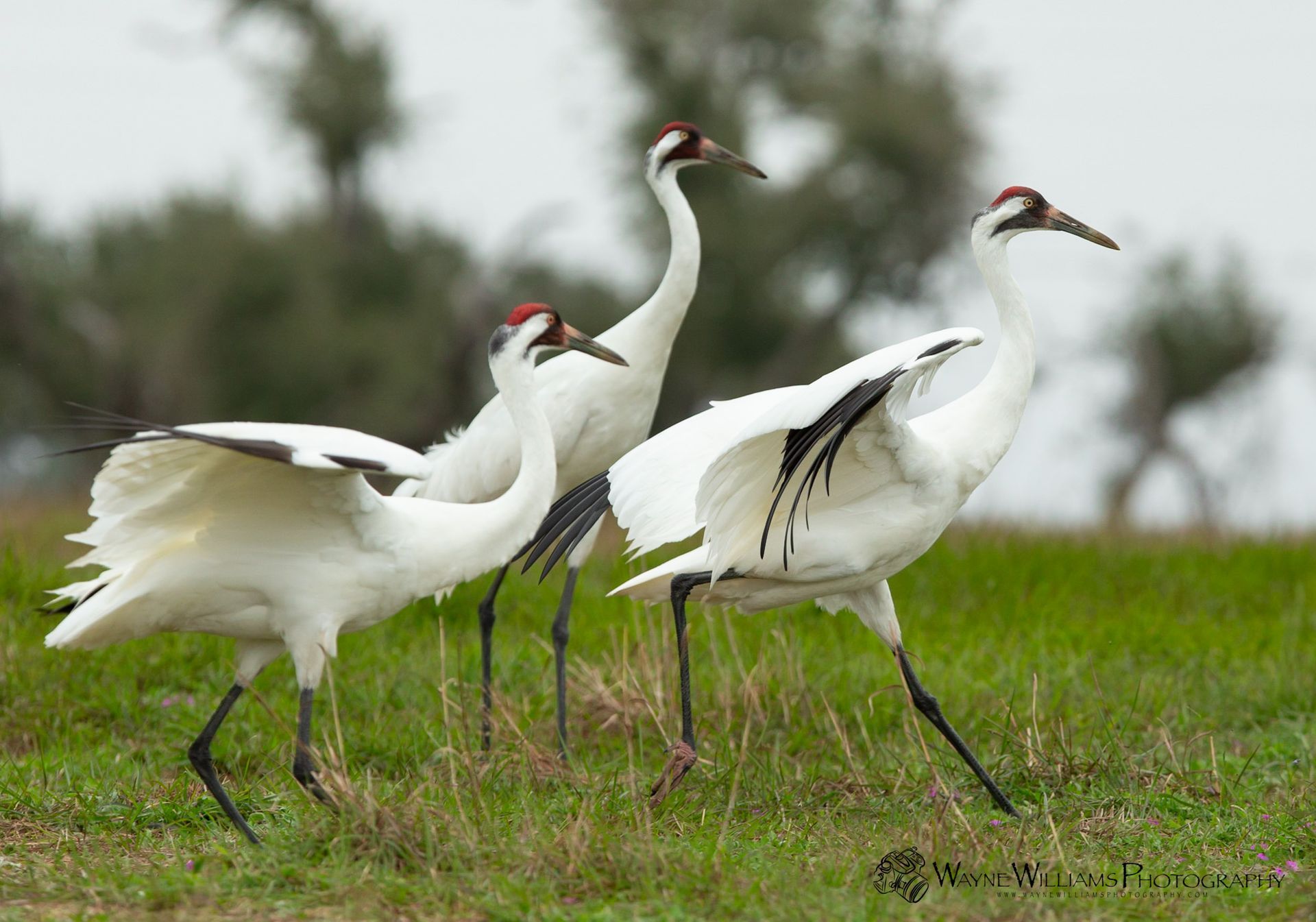 A group of white cranes are standing in a grassy field.