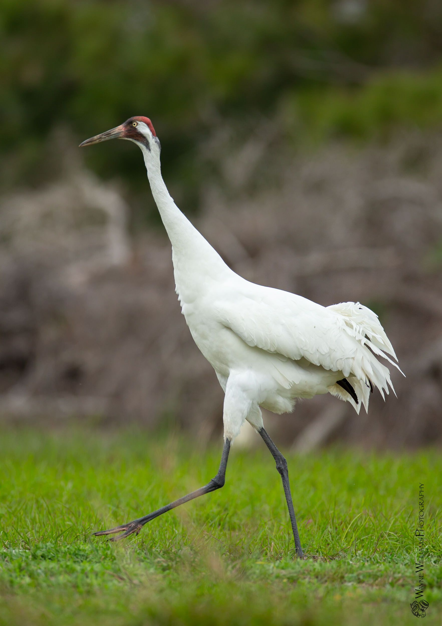A white crane is standing on one leg in the grass.
