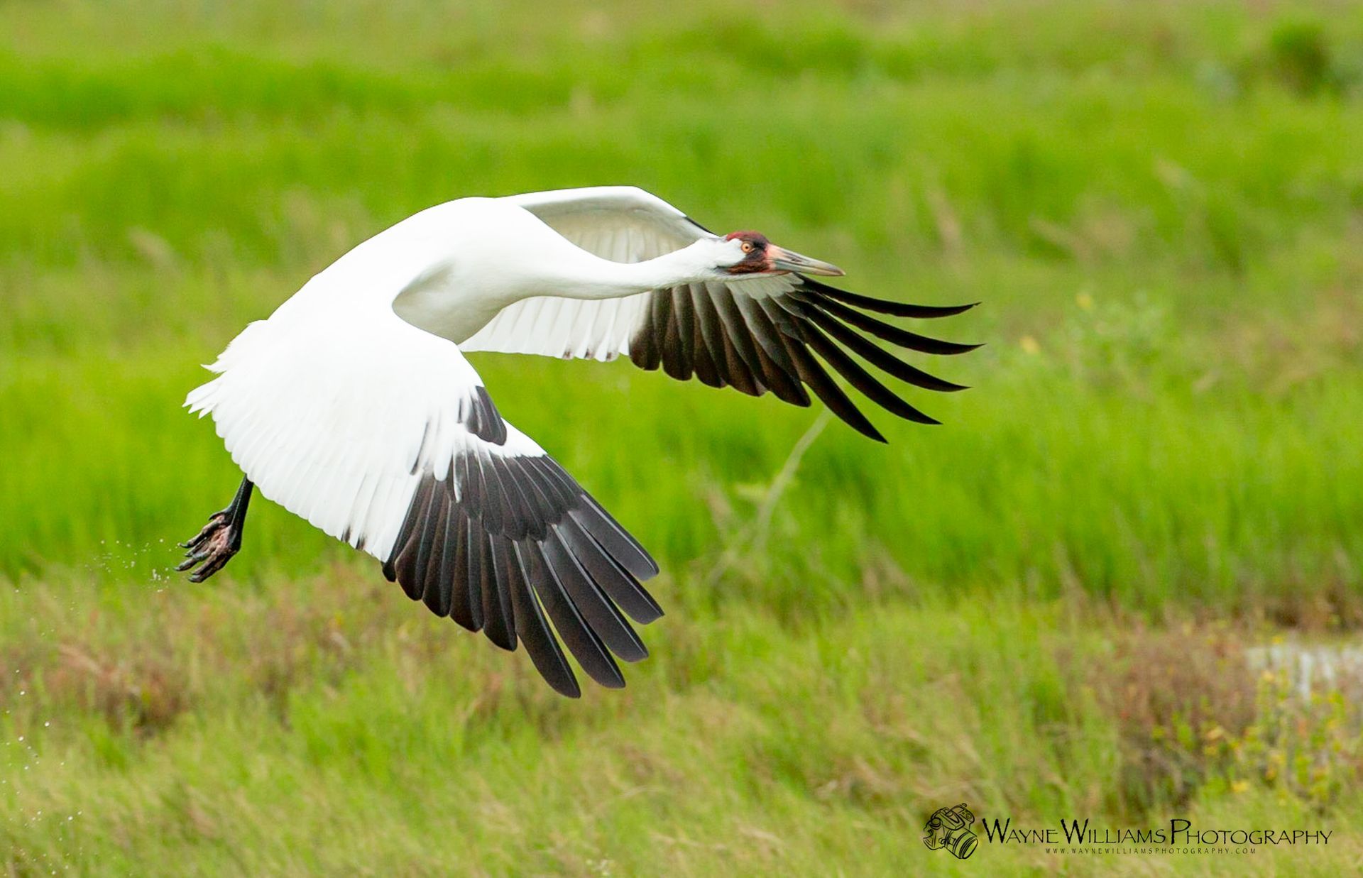 A white bird is flying over a grassy field.