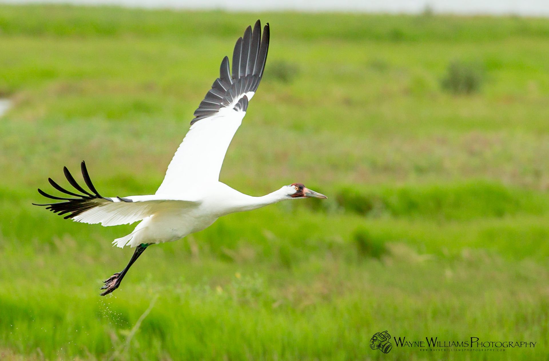 A white bird is flying over a grassy field.