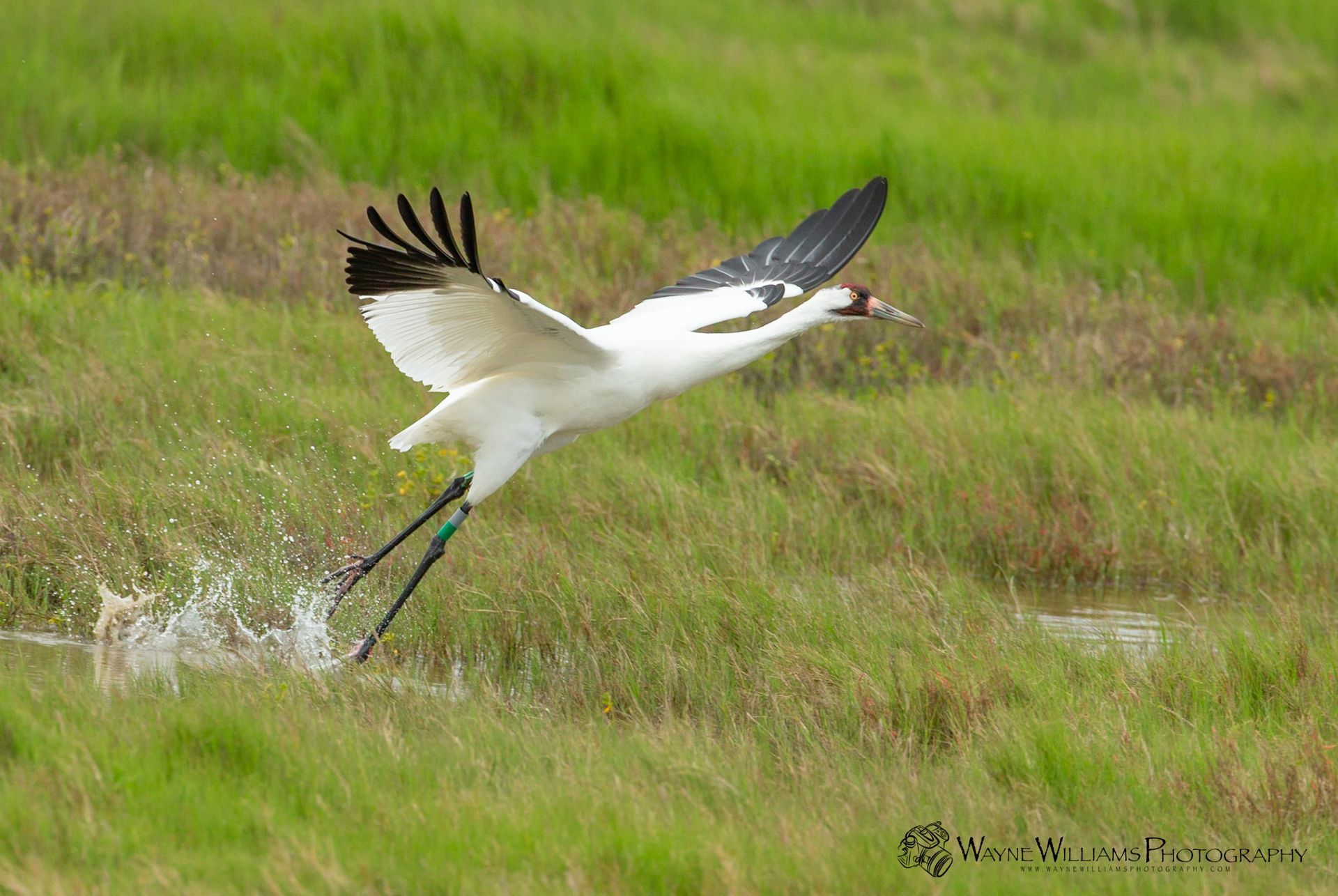 A white bird is flying over a grassy field.