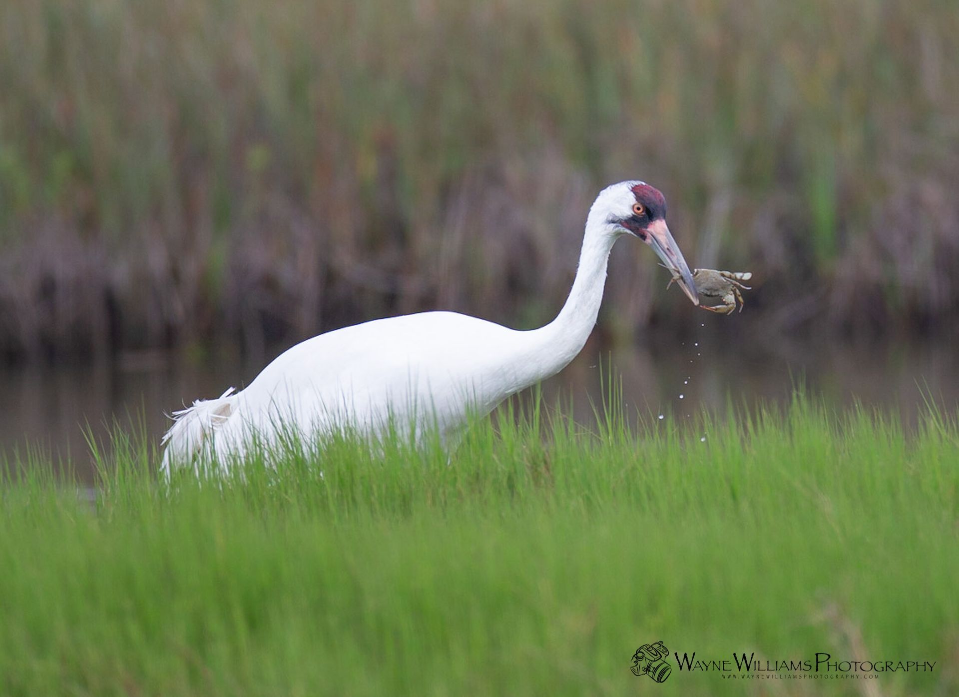 A white bird is standing in the grass with a fish in its beak.