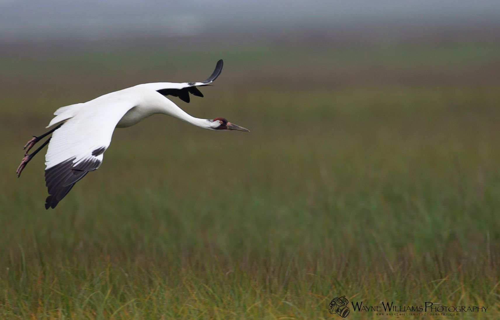 A white and black bird is flying over a grassy field.