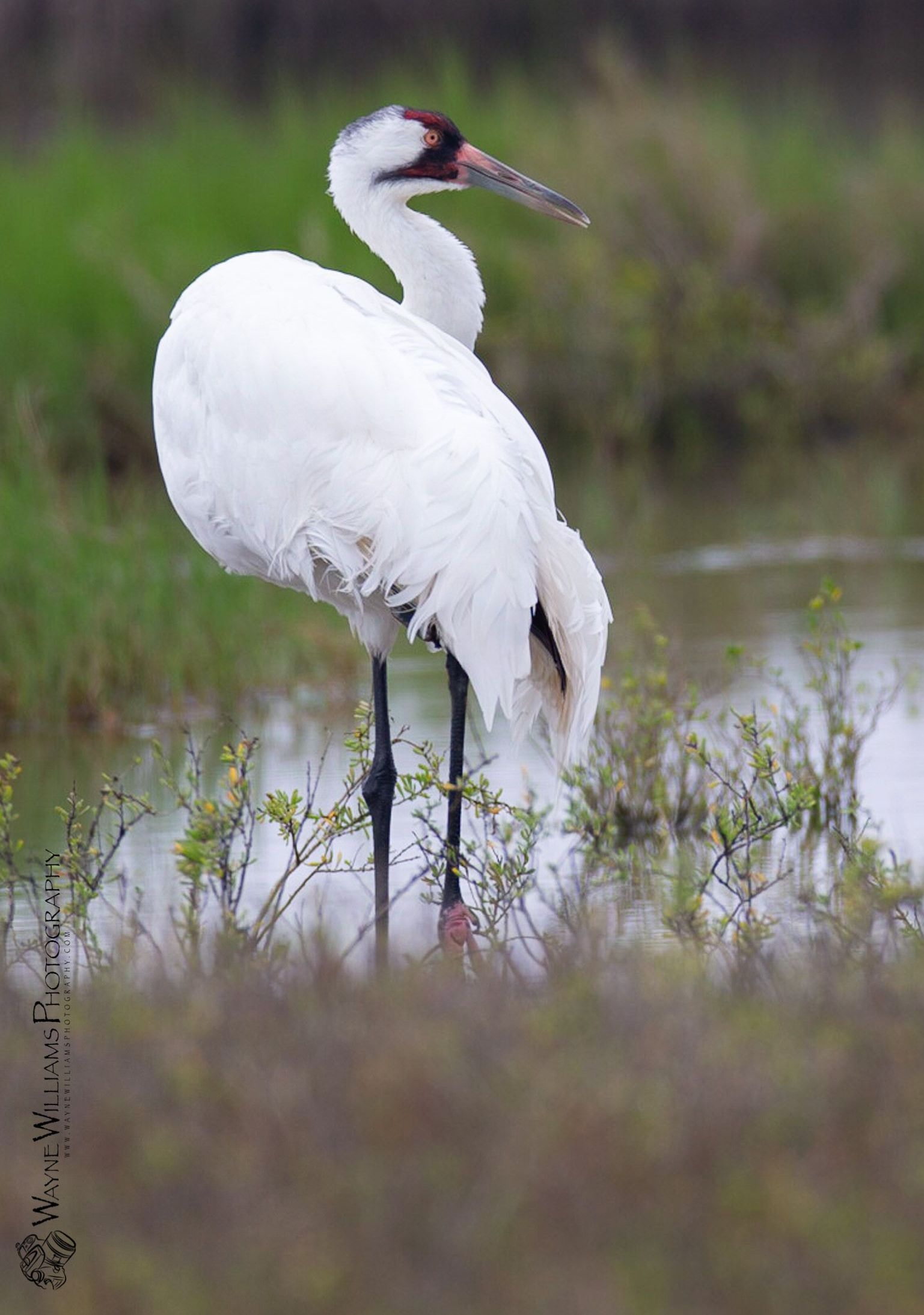 A white bird with a red beak is standing in the water.