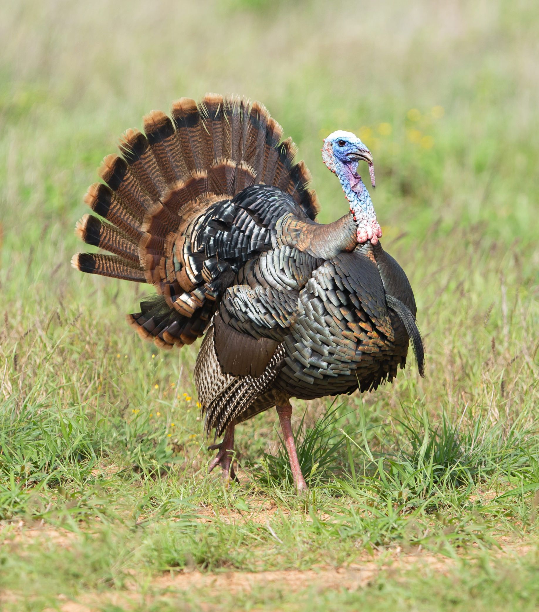 A turkey is standing in the grass with its tail spread.