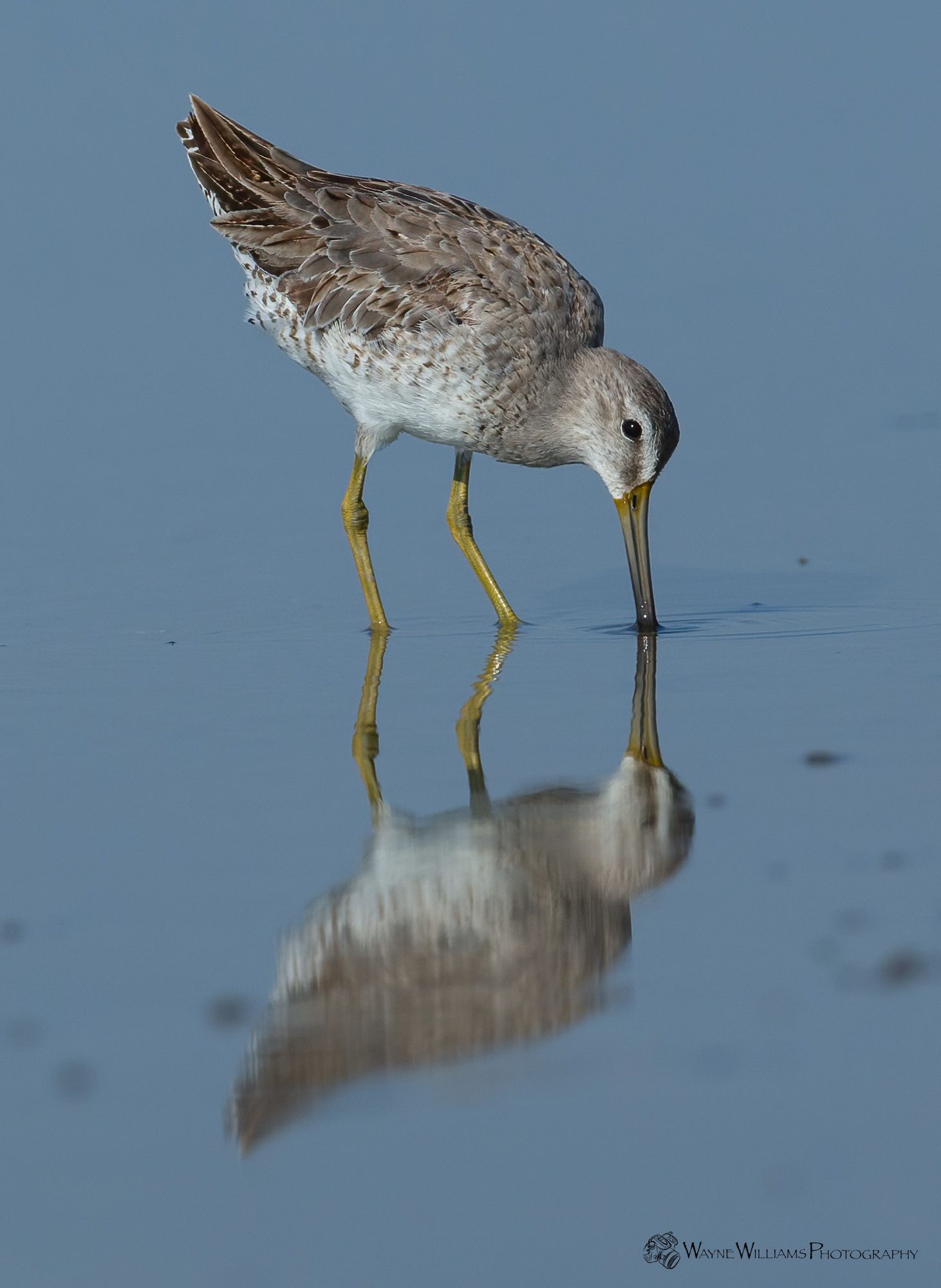 A bird is standing in the water looking at its reflection.