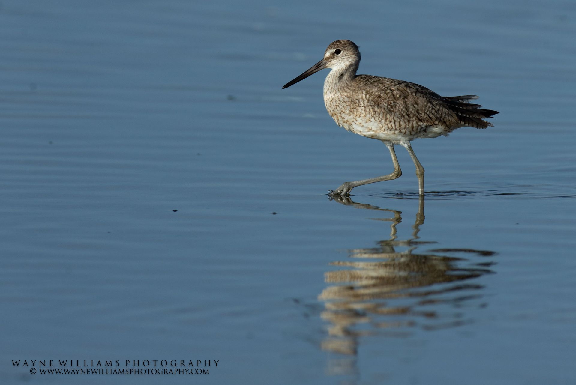 A bird with a long beak is standing in the water