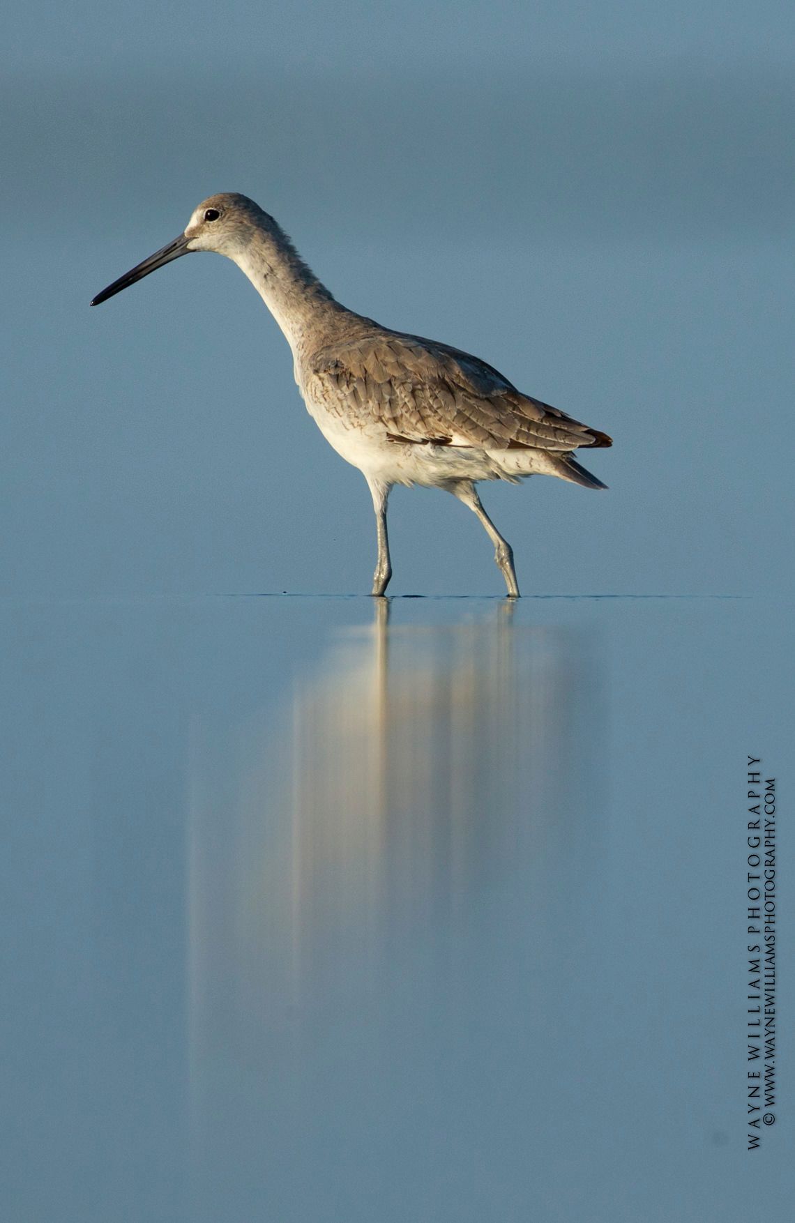 A bird with a long beak is standing on a body of water.