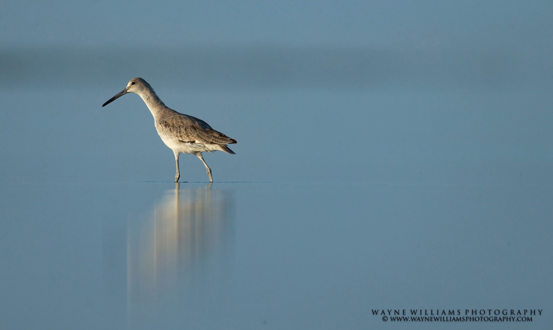 A bird with a long beak is standing on a pole in the water.