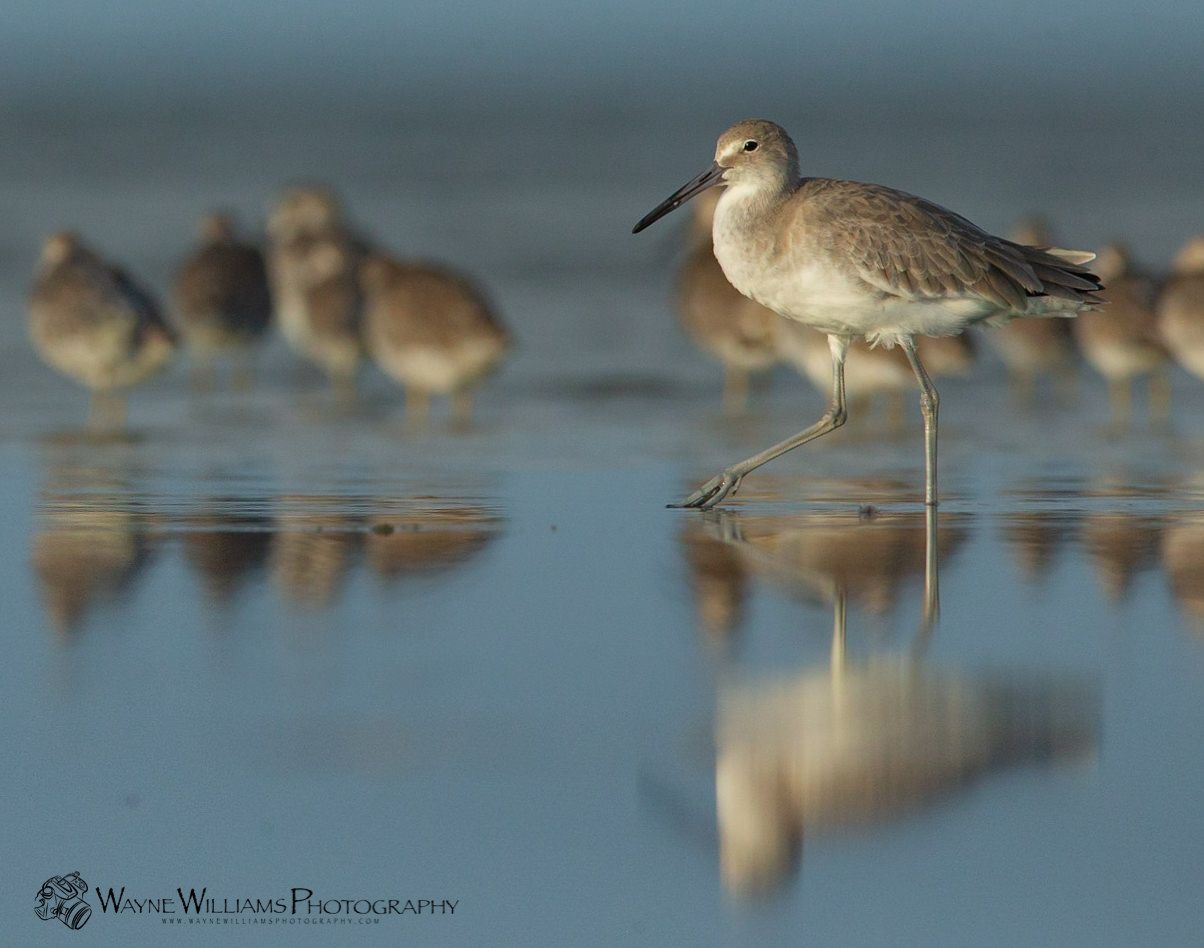 A bird standing on one leg in the water with other birds in the background.