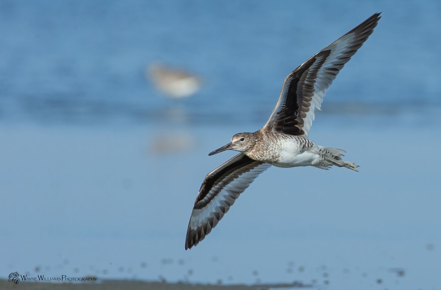 A bird is flying over a body of water.