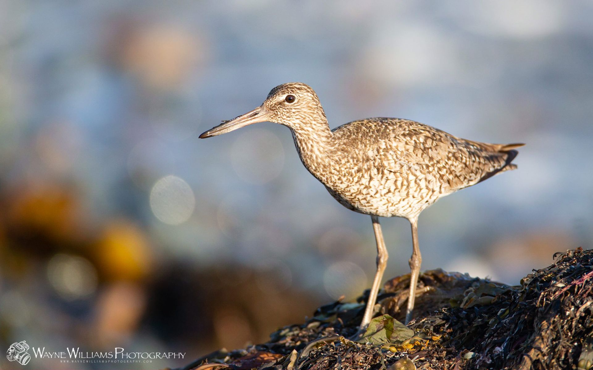 A small bird with a long beak is standing on a rock.